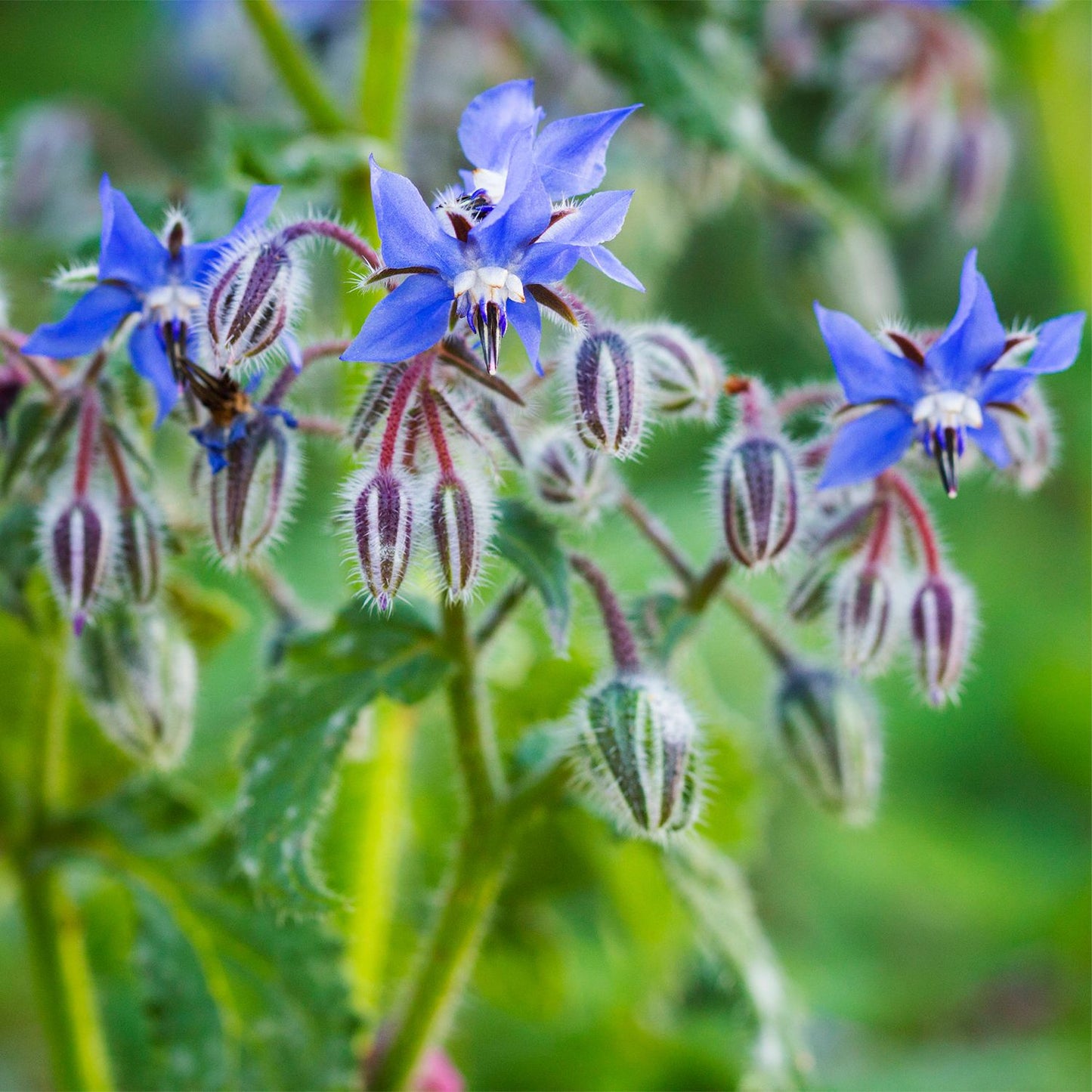 Wild Meadow Seeds Set