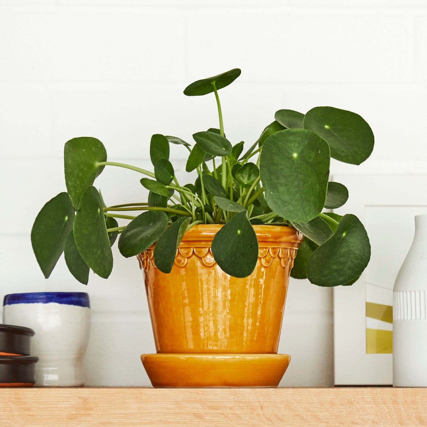 Chinese Money Plant