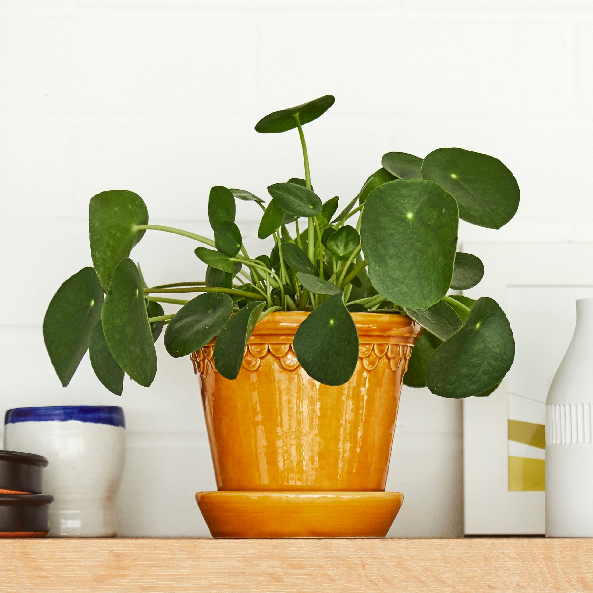 Chinese Money Plant