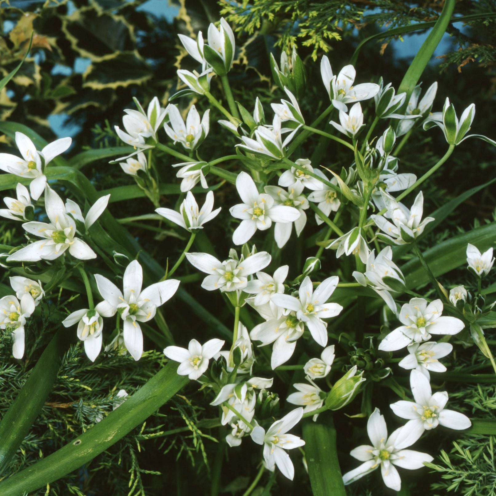 Wild Garden spring bulbs