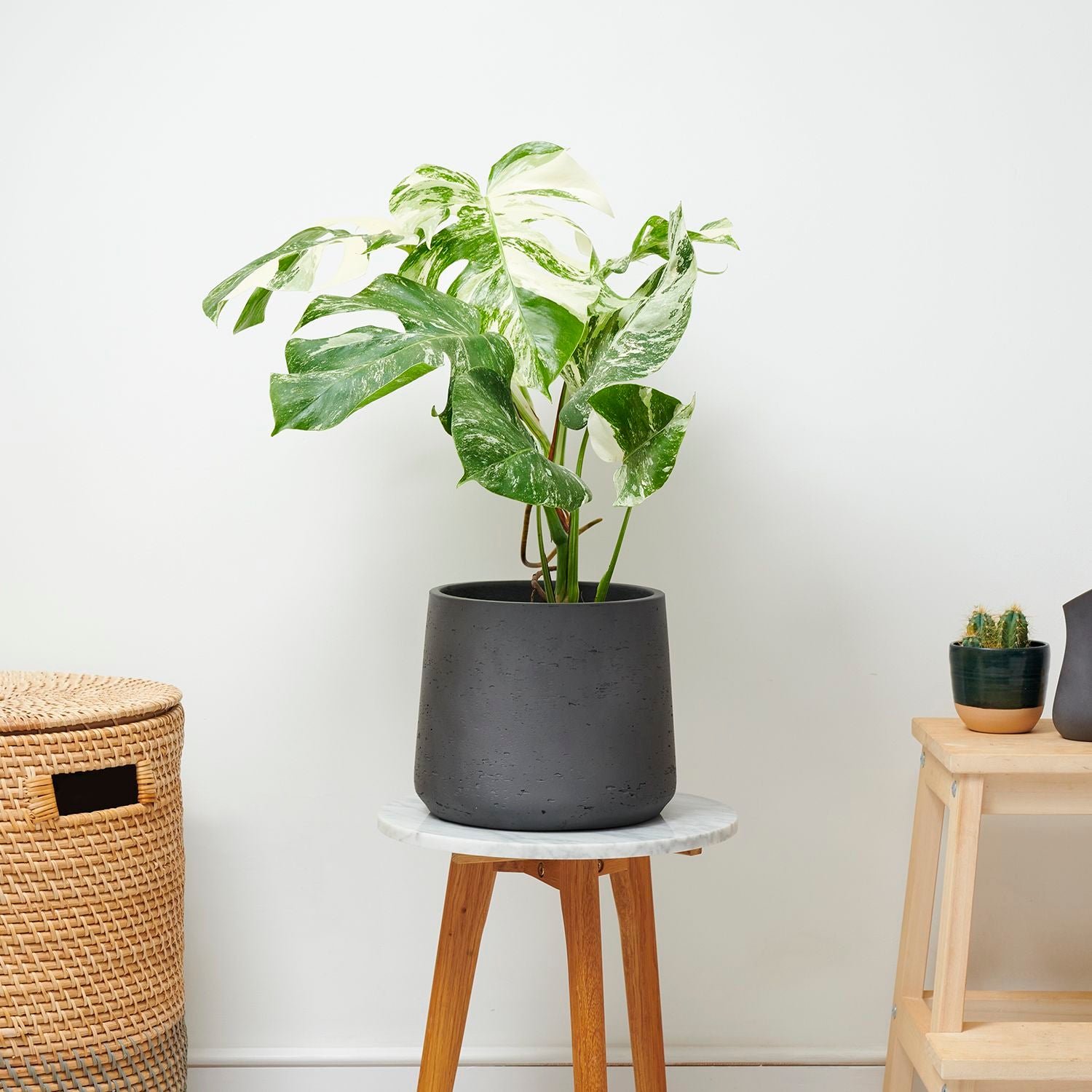 Limited Edition Variegated Monstera