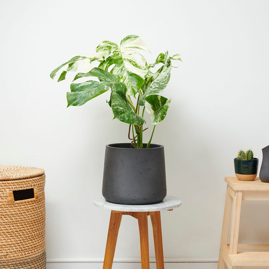 Limited Edition Variegated Monstera