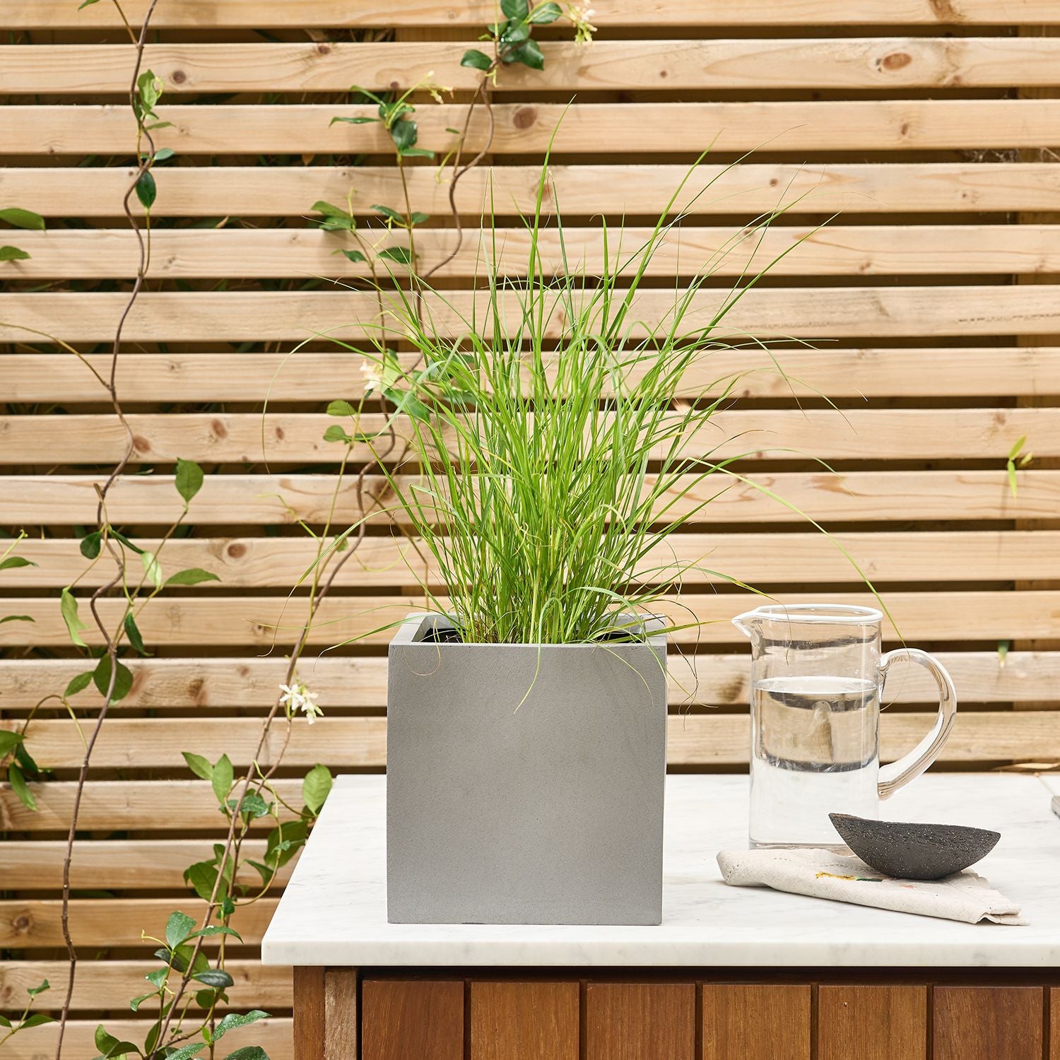 Pennisetum alopecuroides Hameln