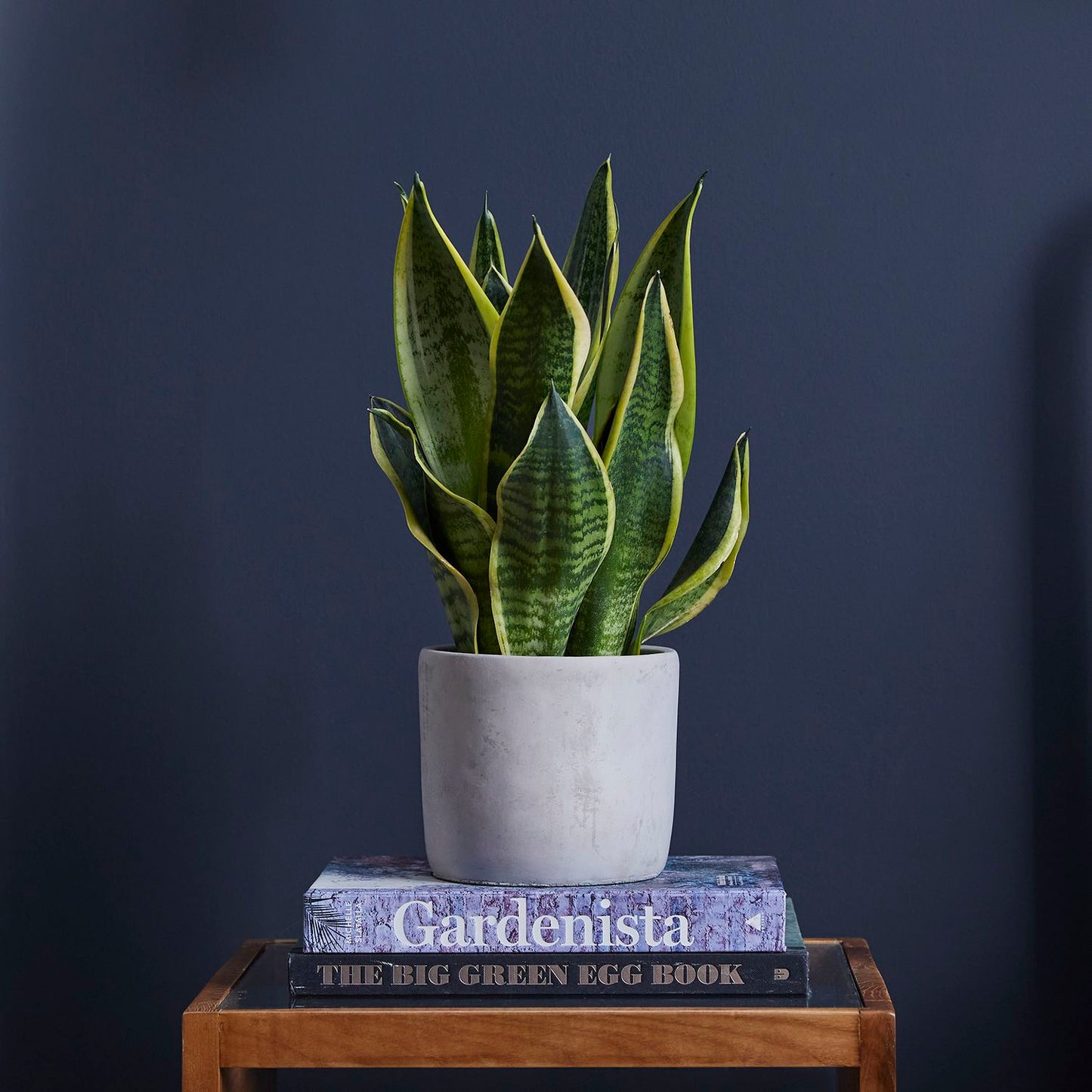 Snake Plant