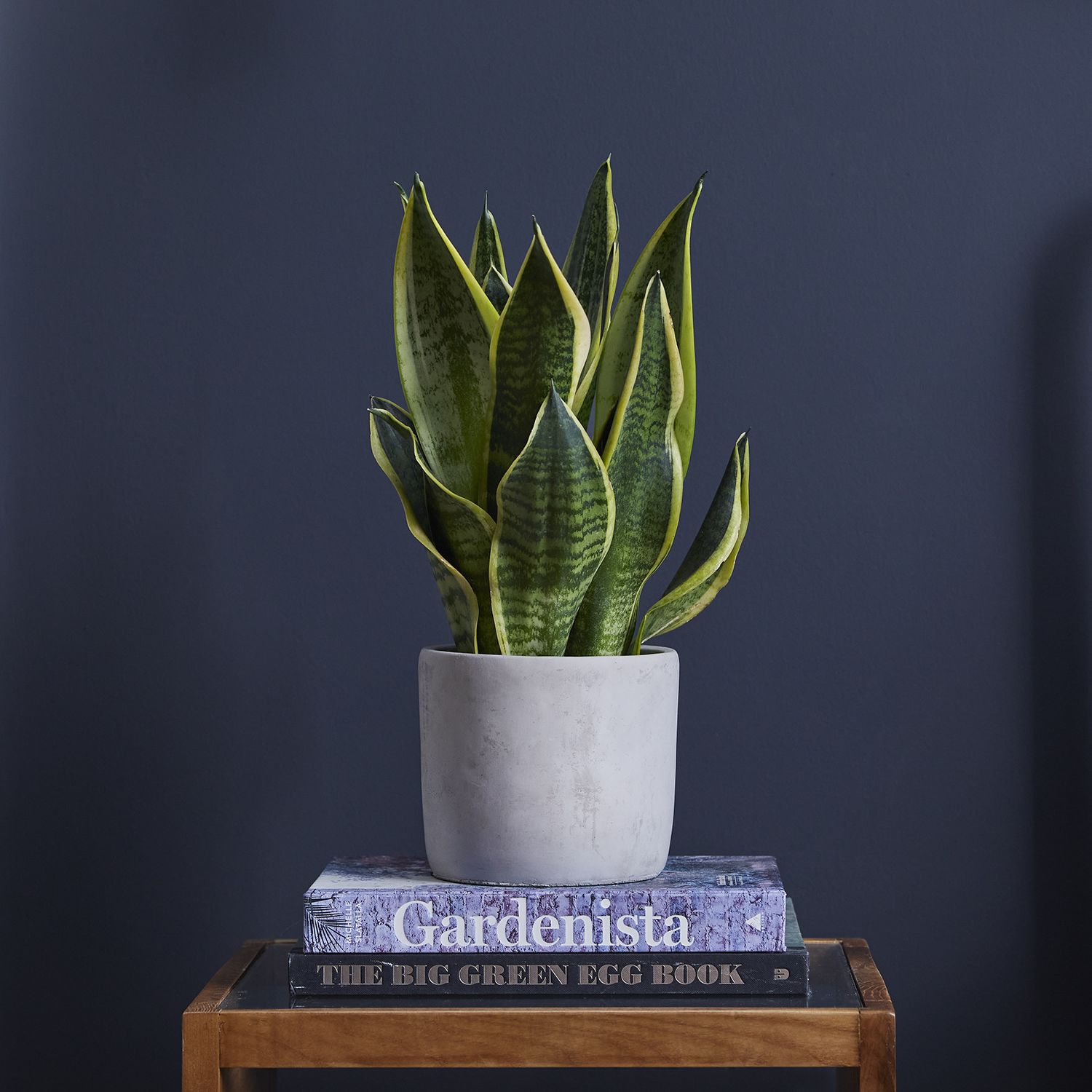 Snake Plant