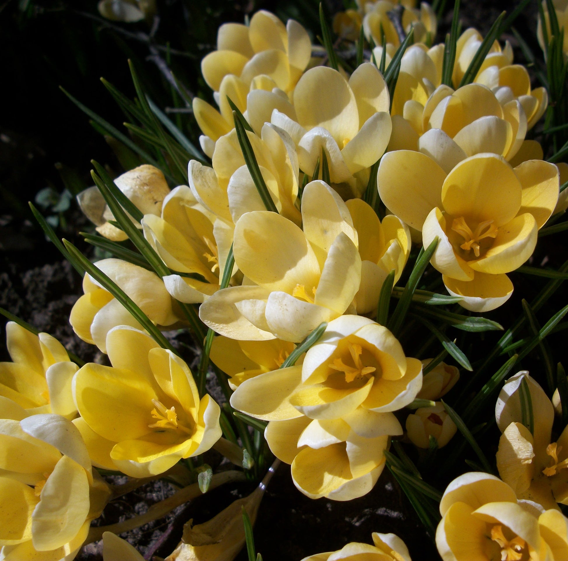 Bee & Butterfly spring bulbs