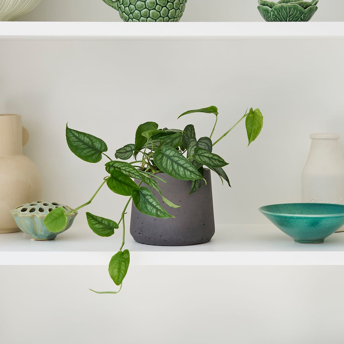 Monstera Siltepecana