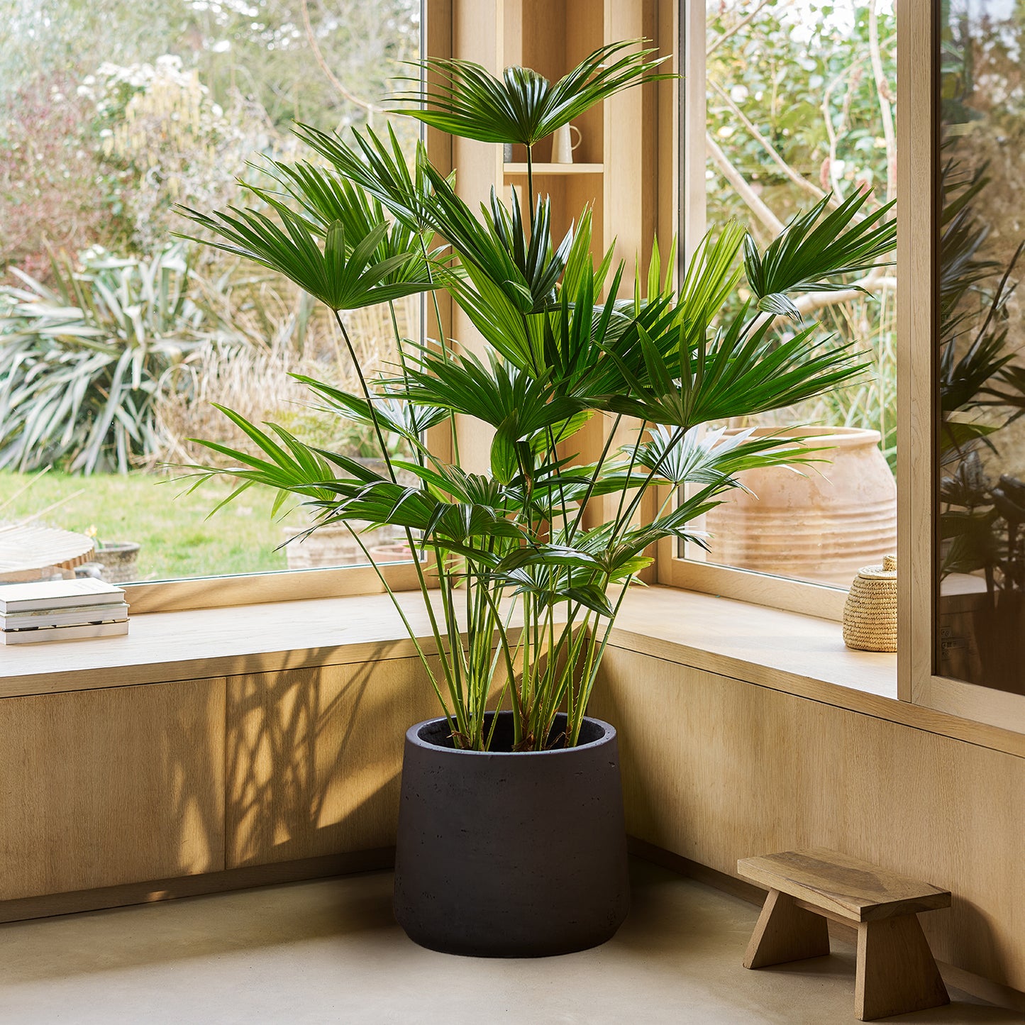 Livistona chinensis | Patch Plants
