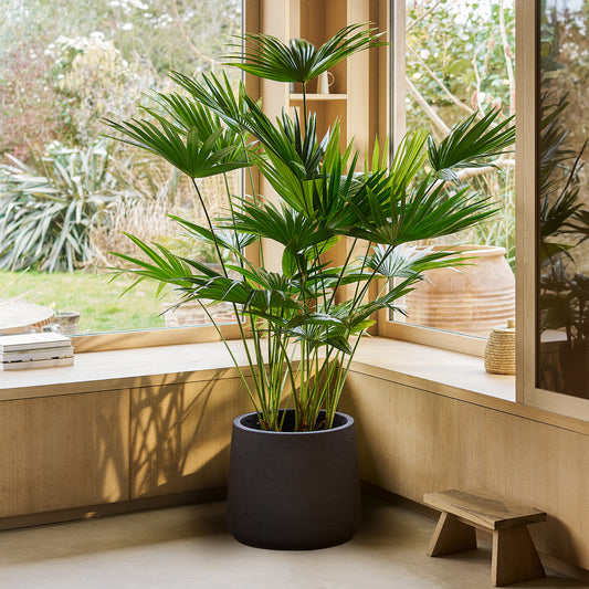 Livistona chinensis | Patch Plants