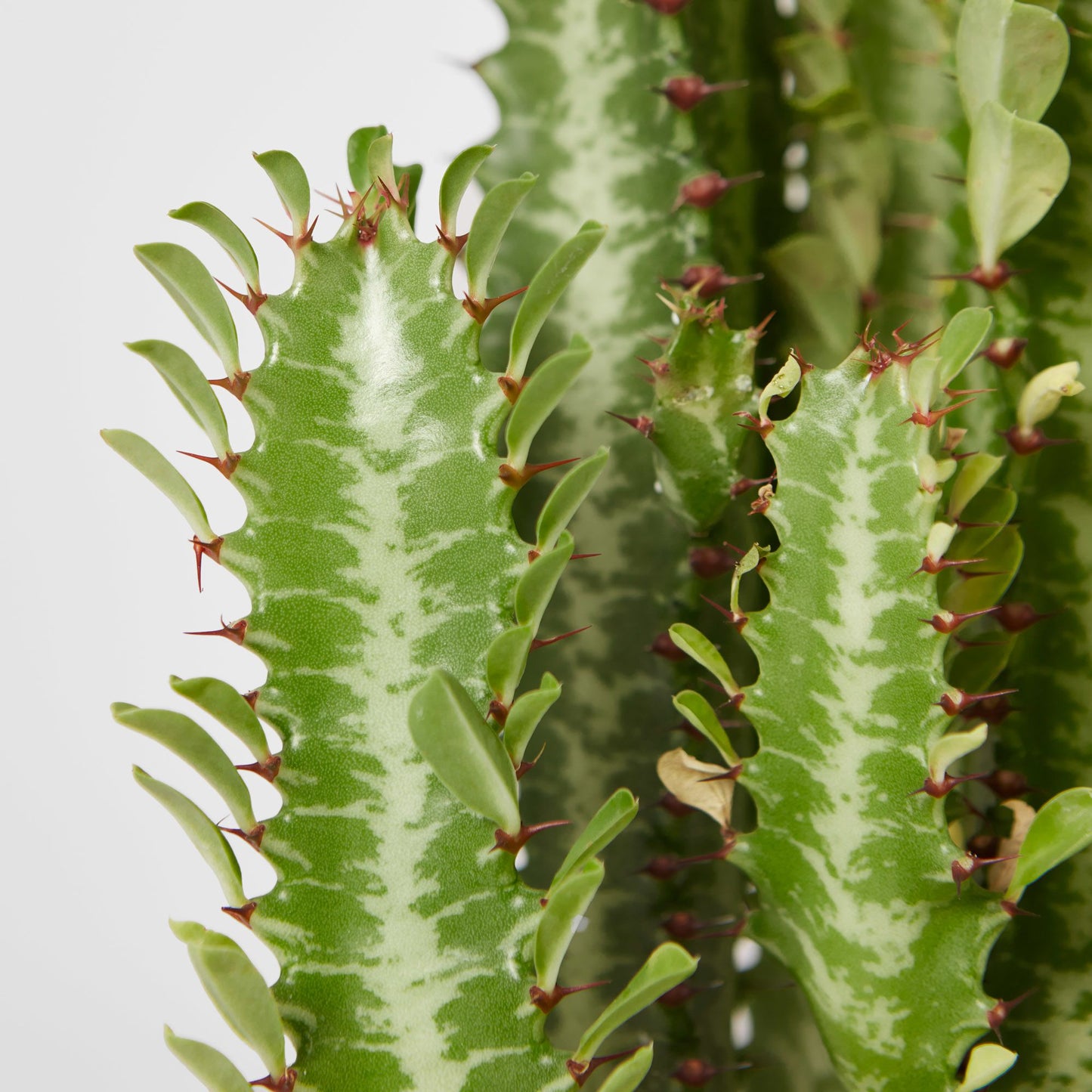 Euphorbia trigona