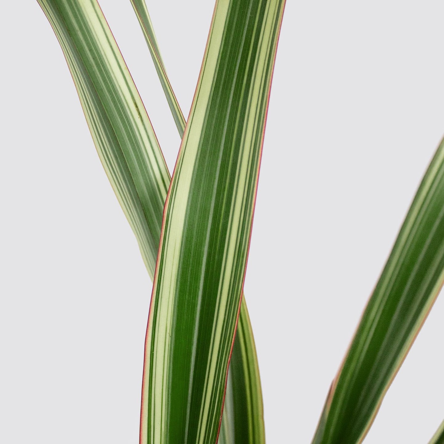 Phormium Tenax