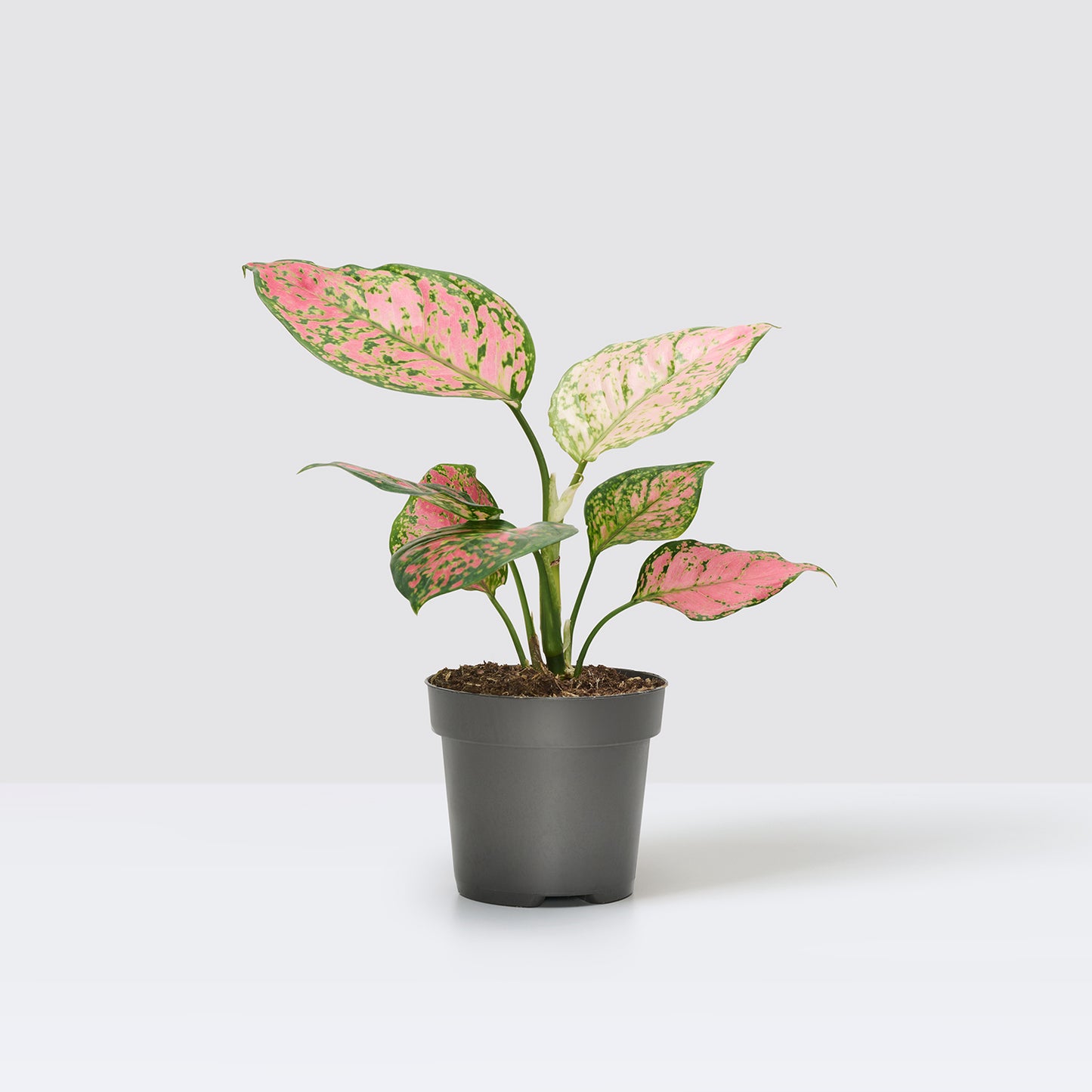 Aglaonema 'Crimson Love' | Patch Plants
