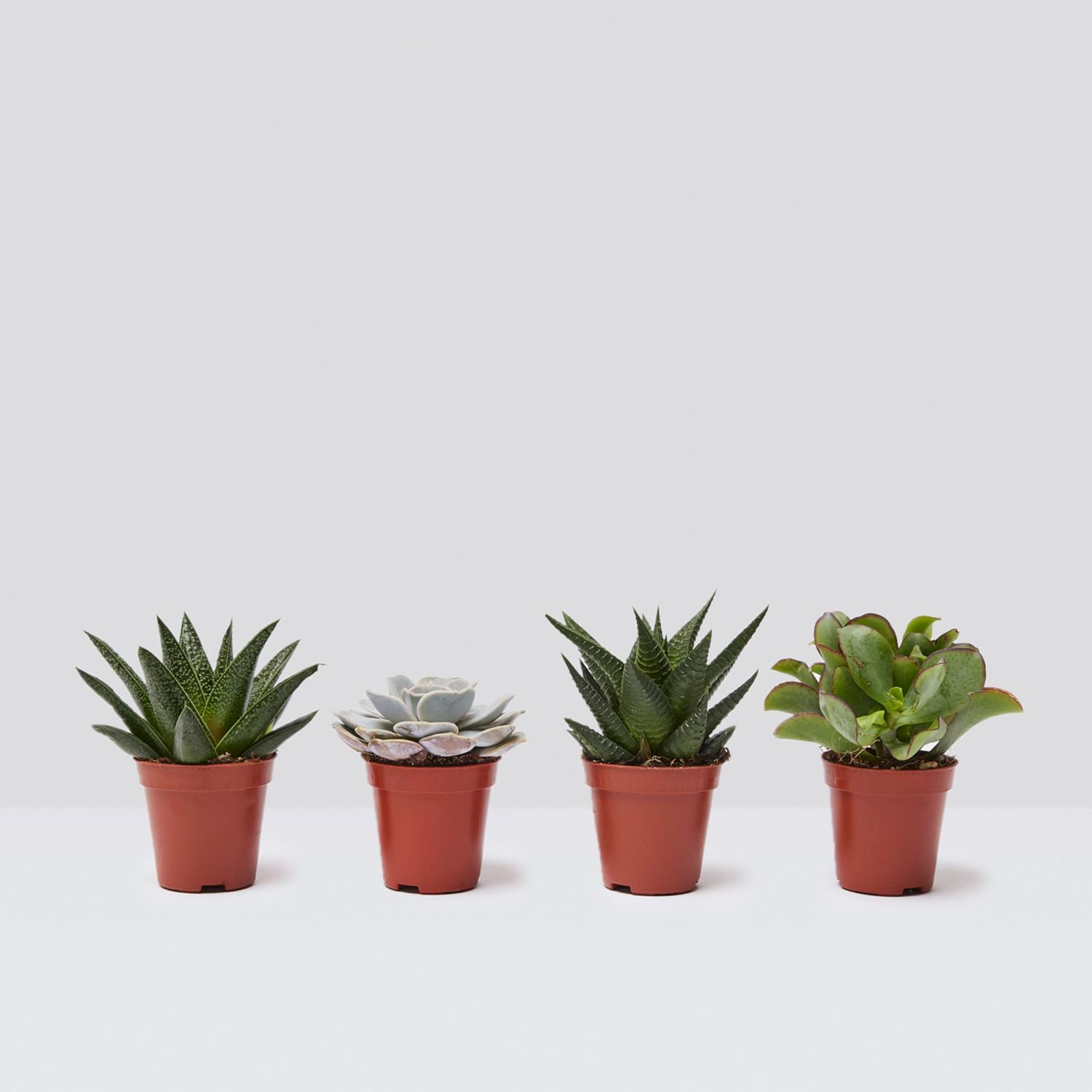 Mini succulent set