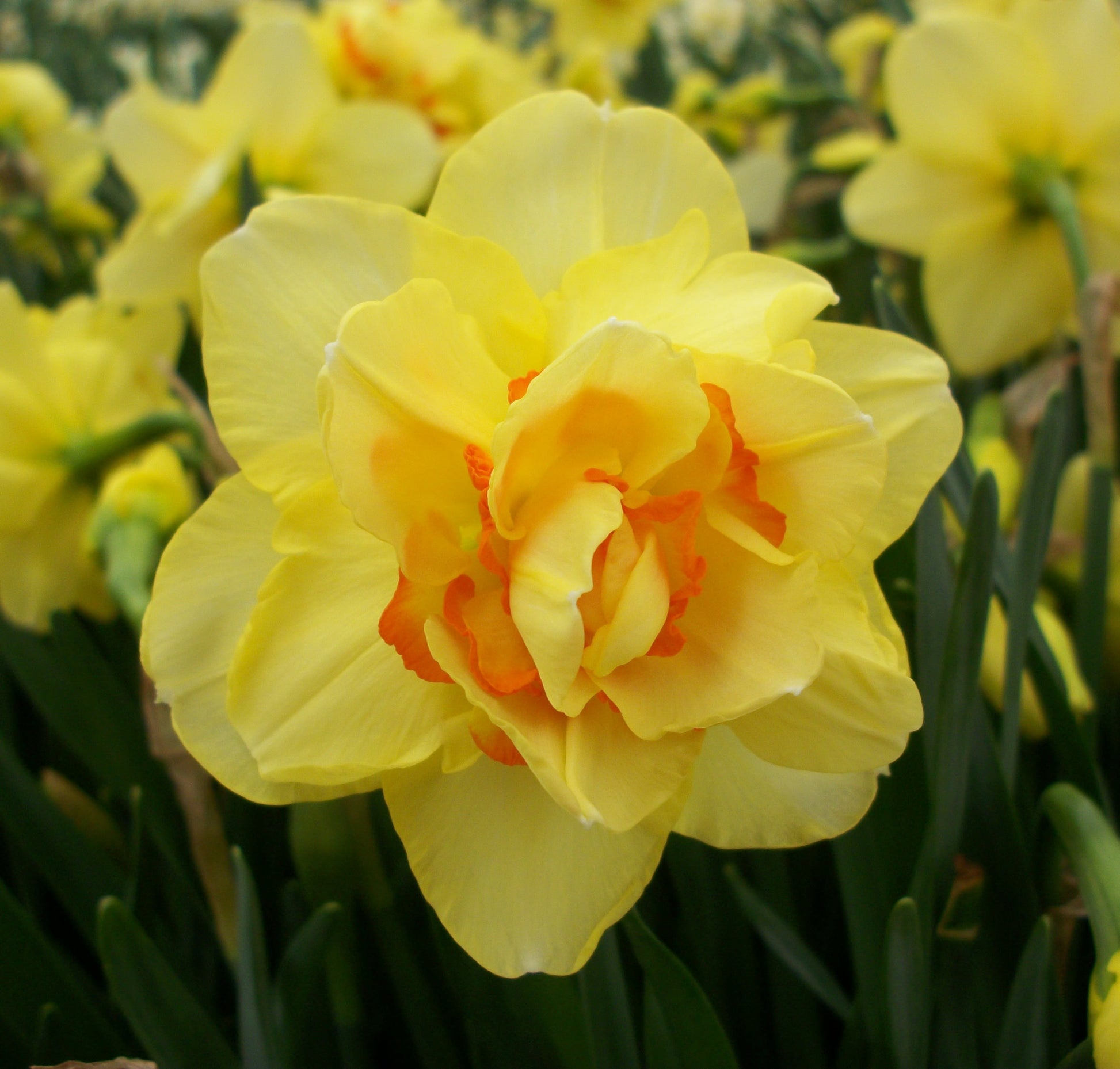 Daffodils spring bulbs