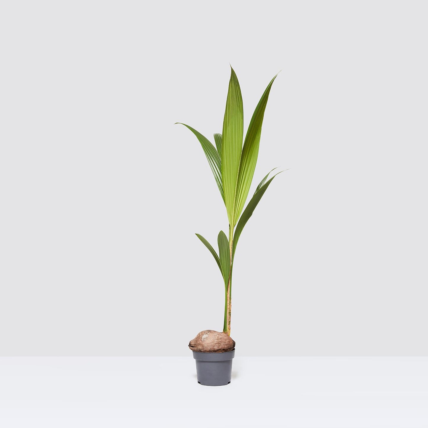 Fera