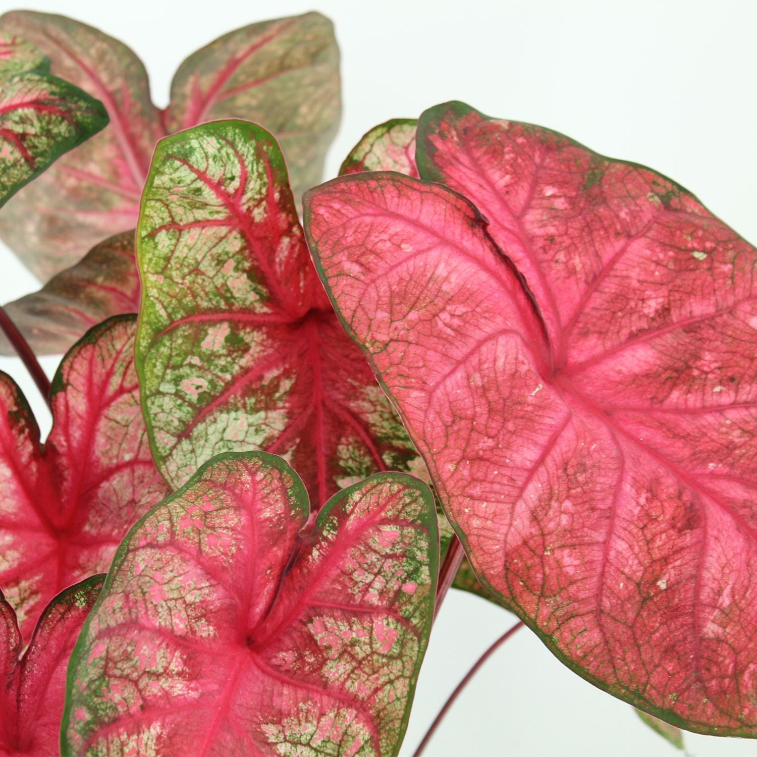 Caladium - Party punch