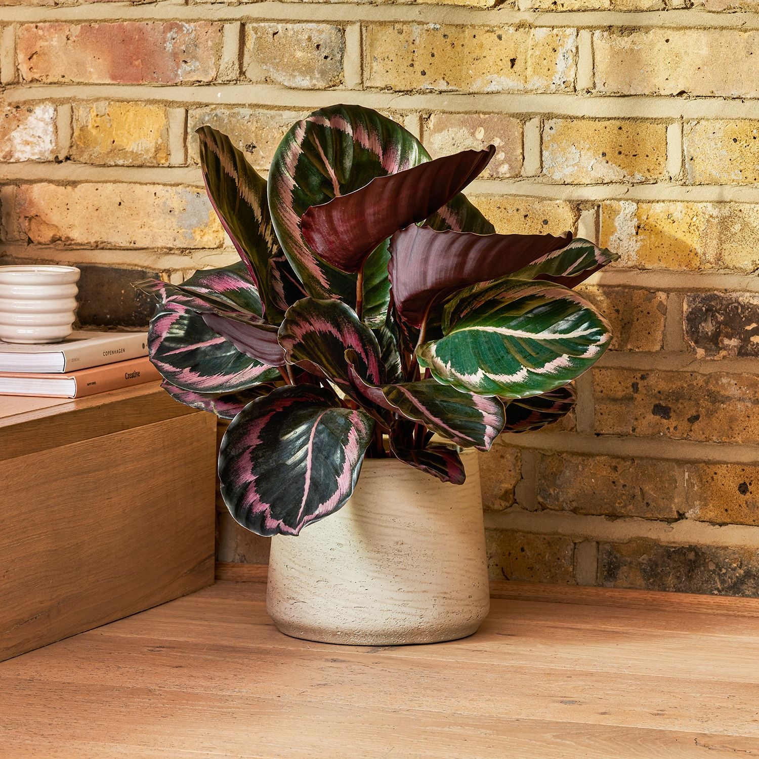 Calathea Surprisestar
