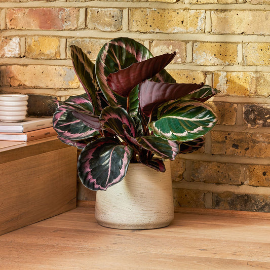 Calathea Surprisestar