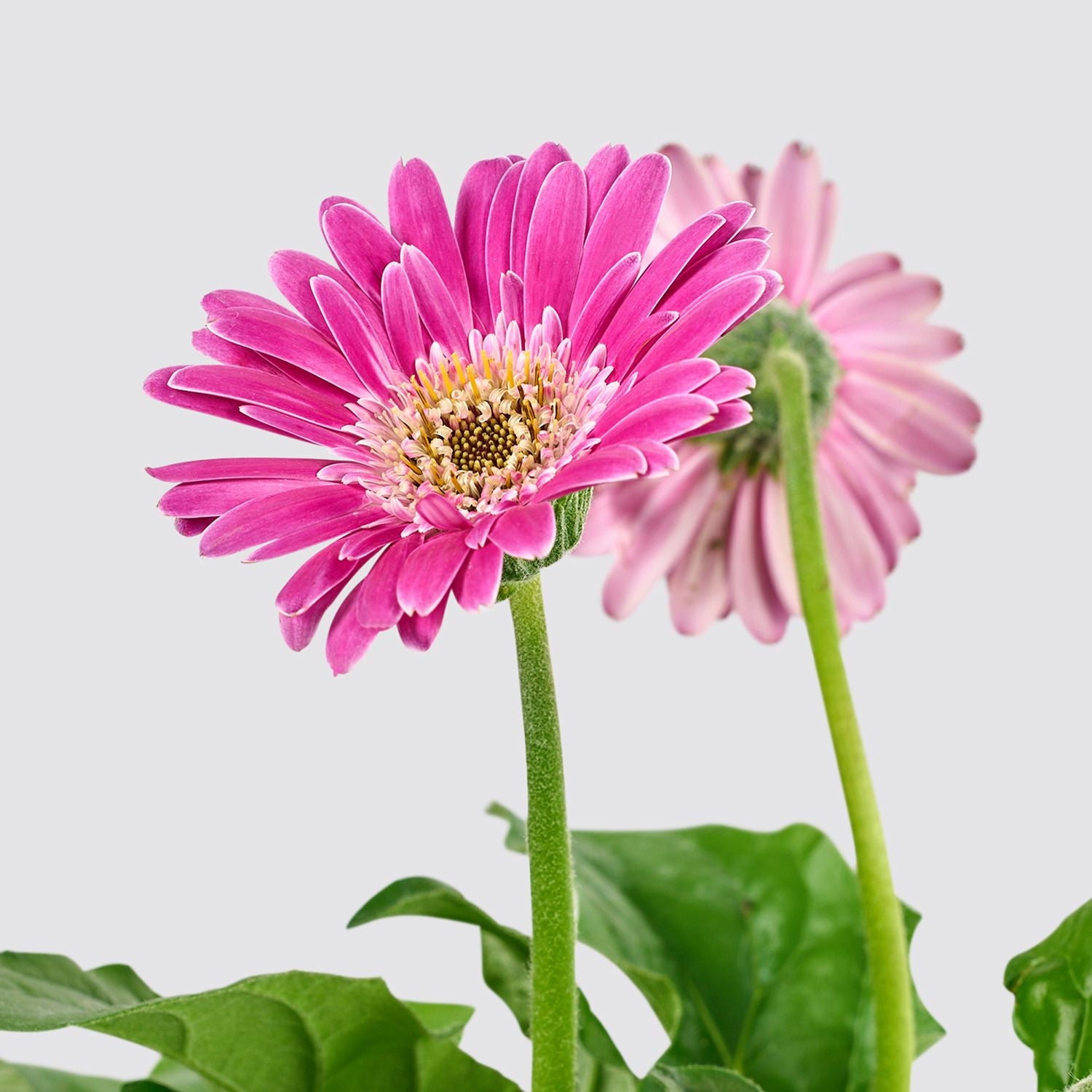 Gerbera - Purple
