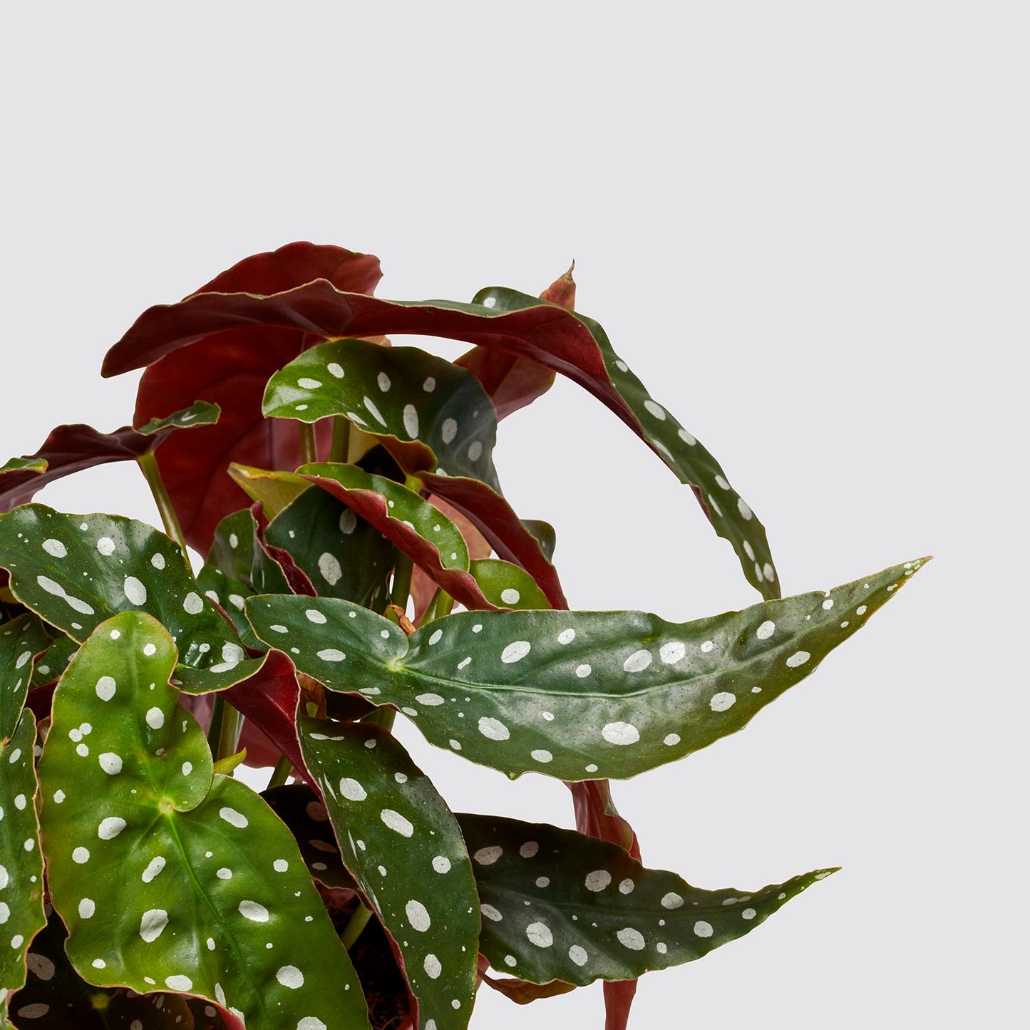 Begonia Maculata