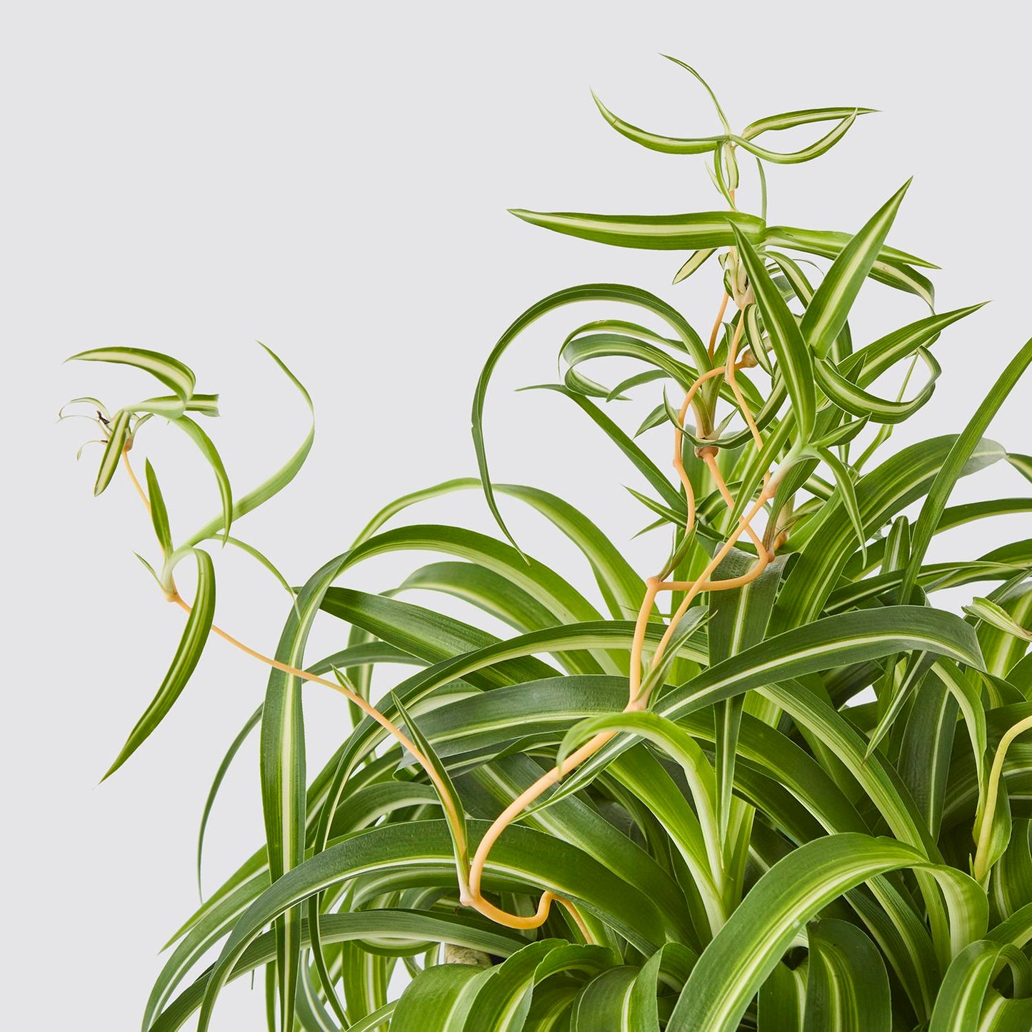 Curly Spider Plant