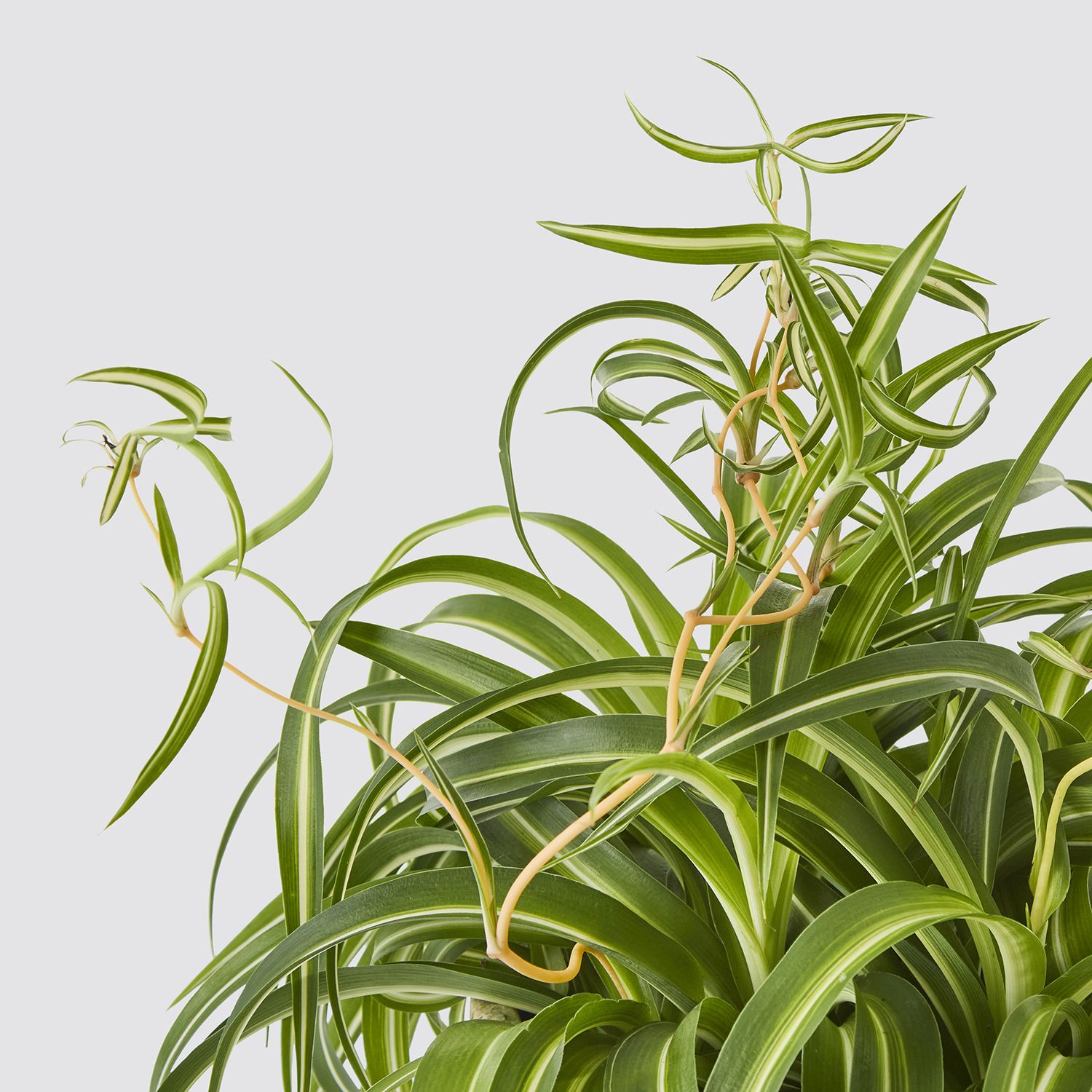 Curly Spider Plant