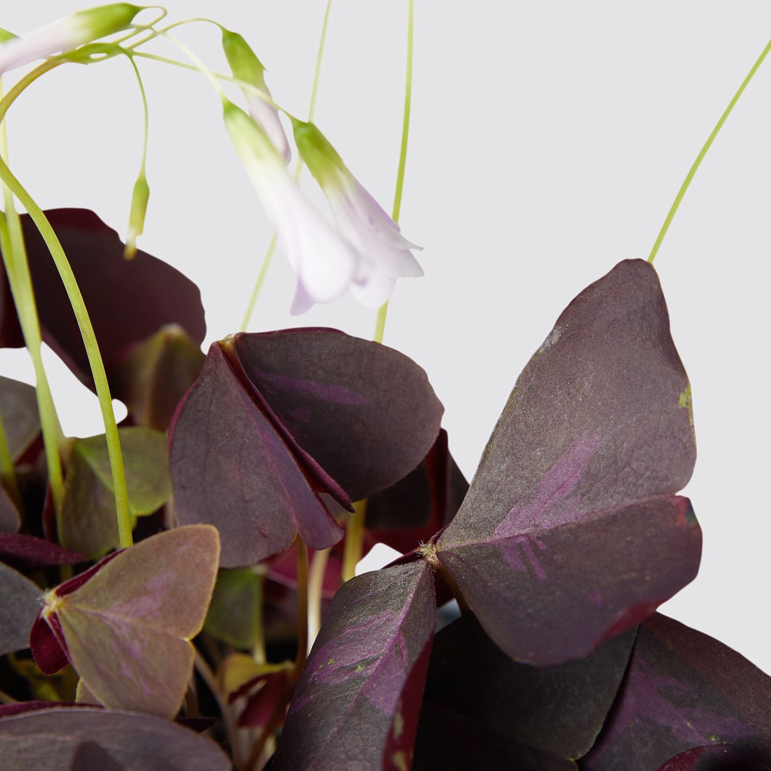 Oxalis triangularis