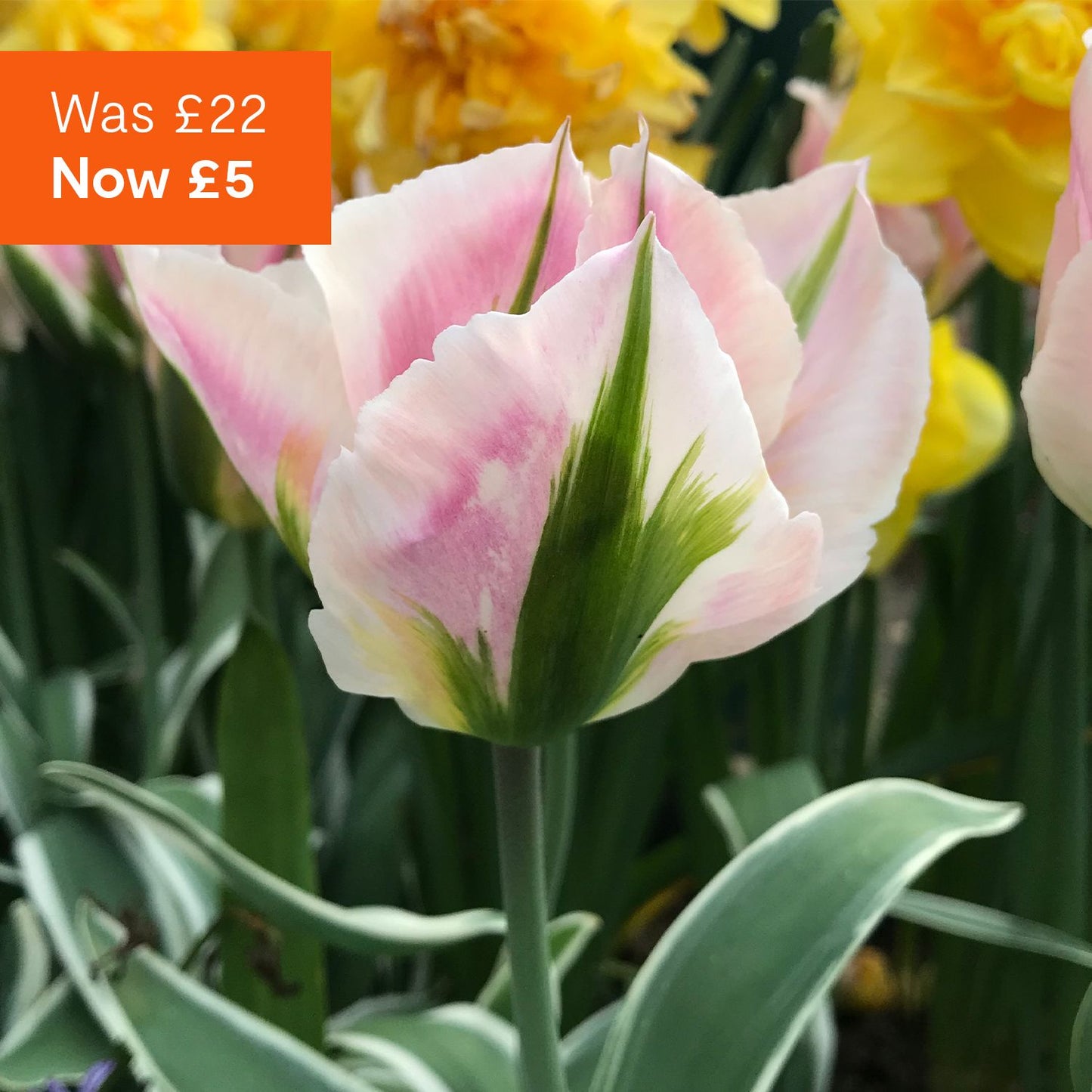 Cottage Garden spring bulbs