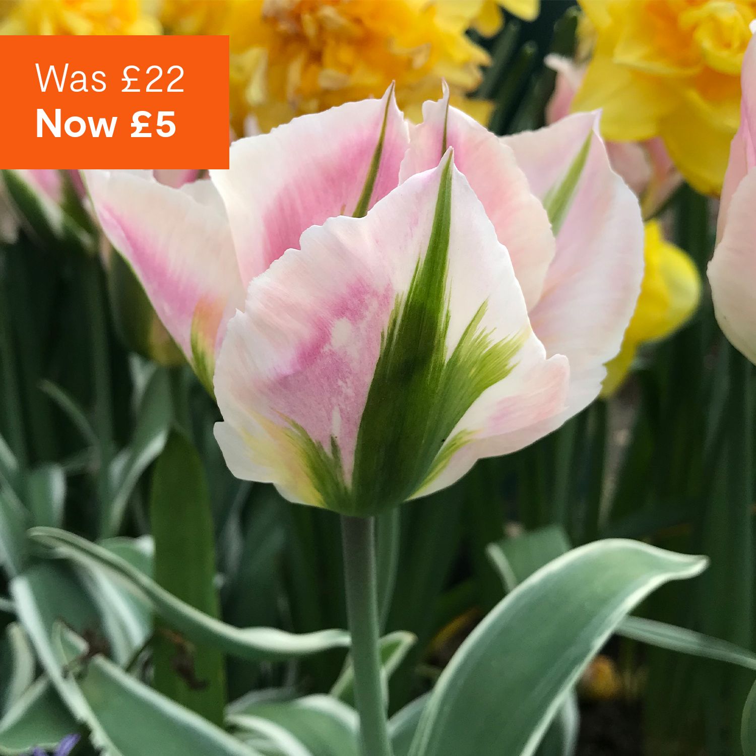 Cottage Garden spring bulbs