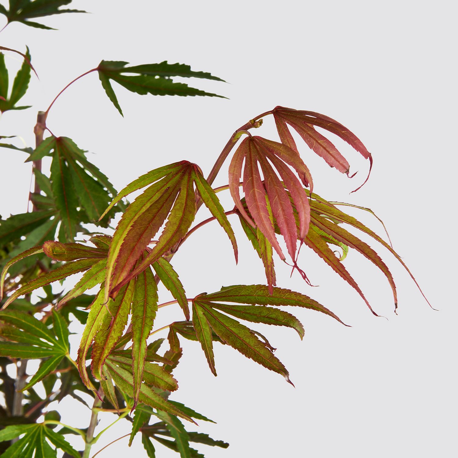 Acer Palmatum - red