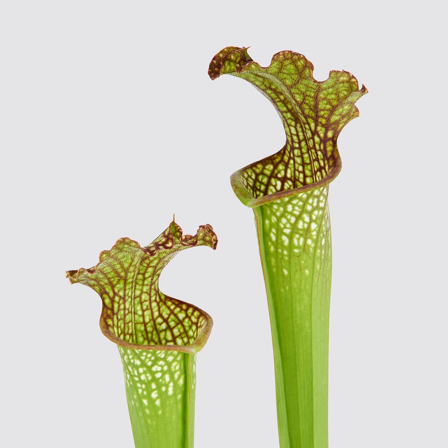 Pitcher plant