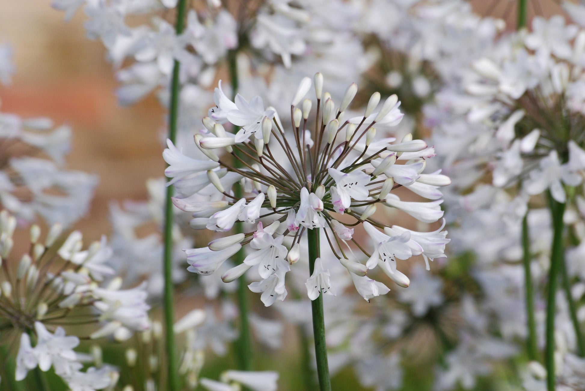Summer flowering