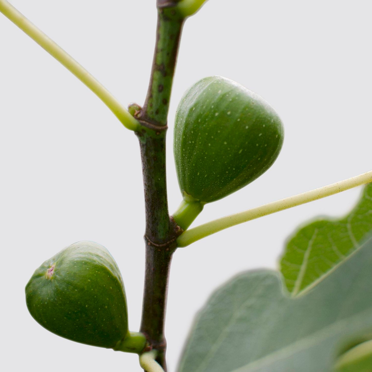 Fig tree - (organic)