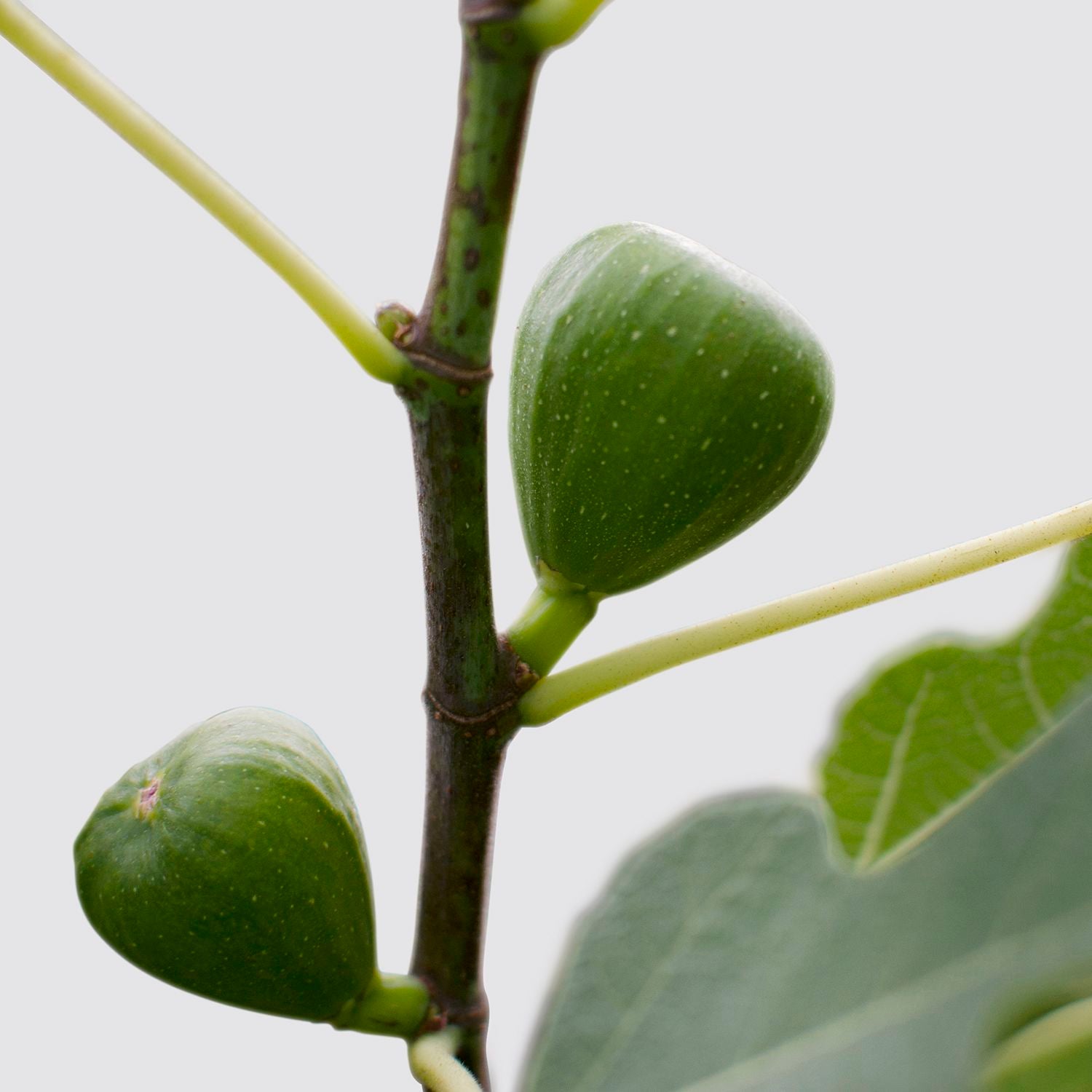 Fig tree - (organic)