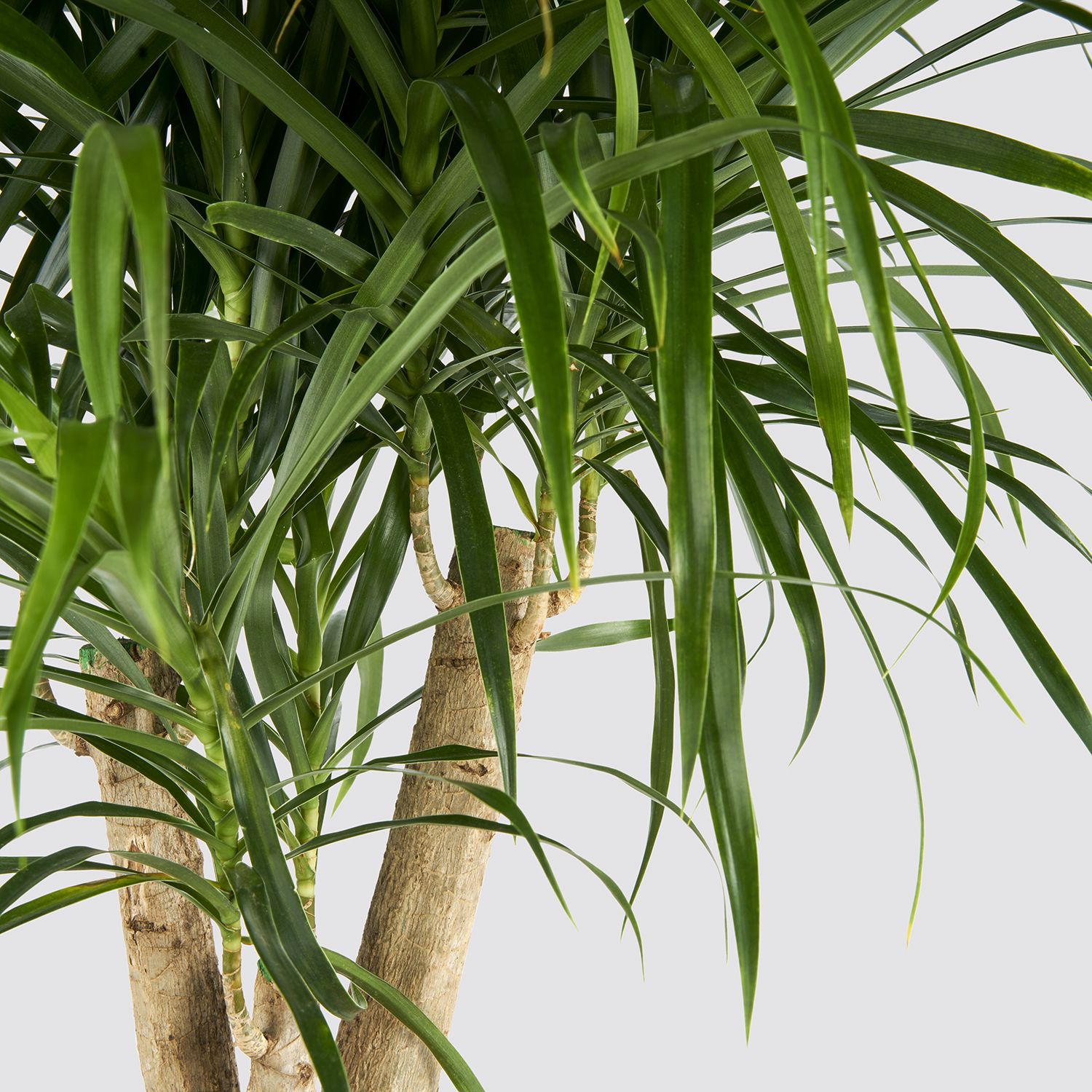 Dracaena 'anita' - tree