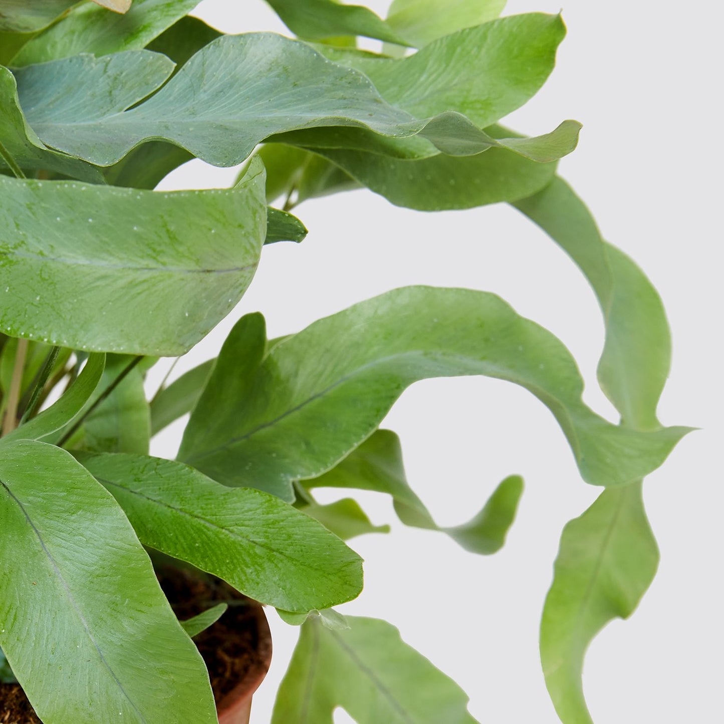 Phlebodium Aureum