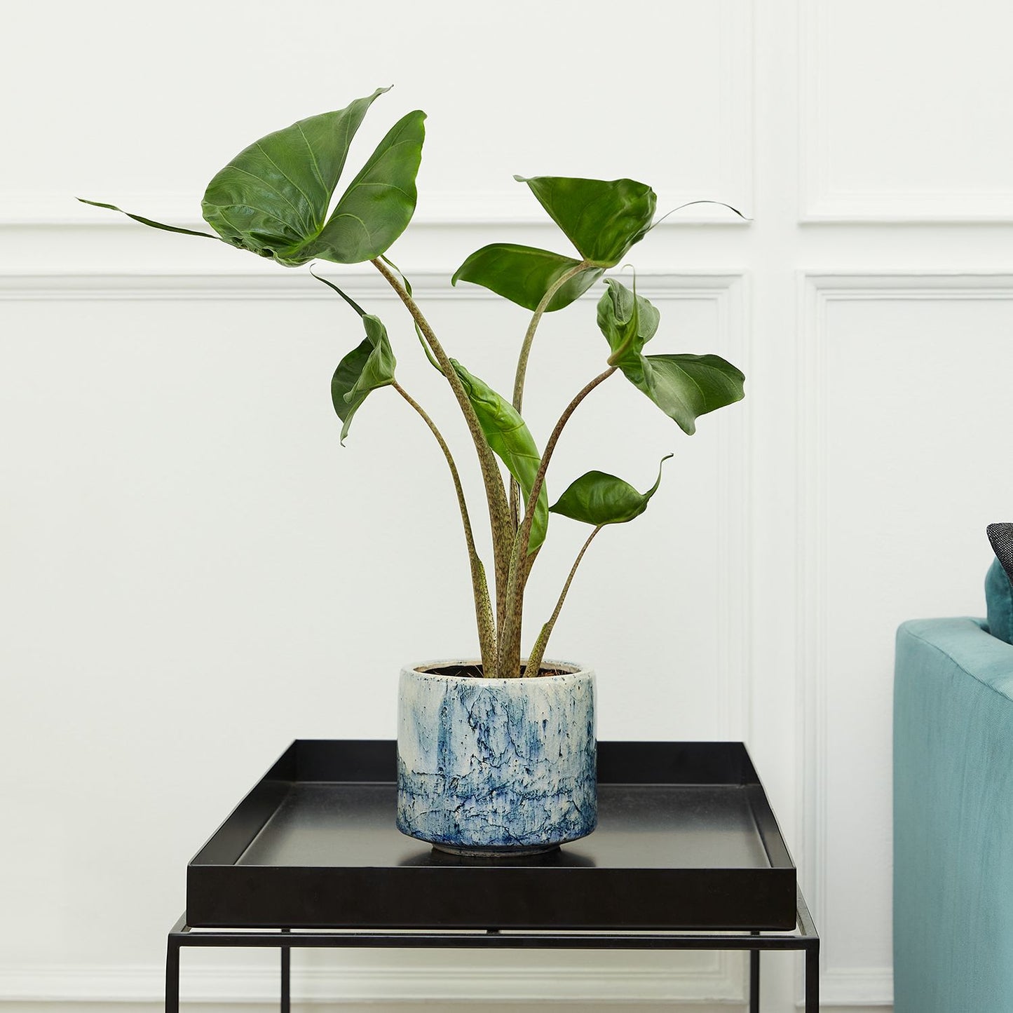 Alocasia Stingray