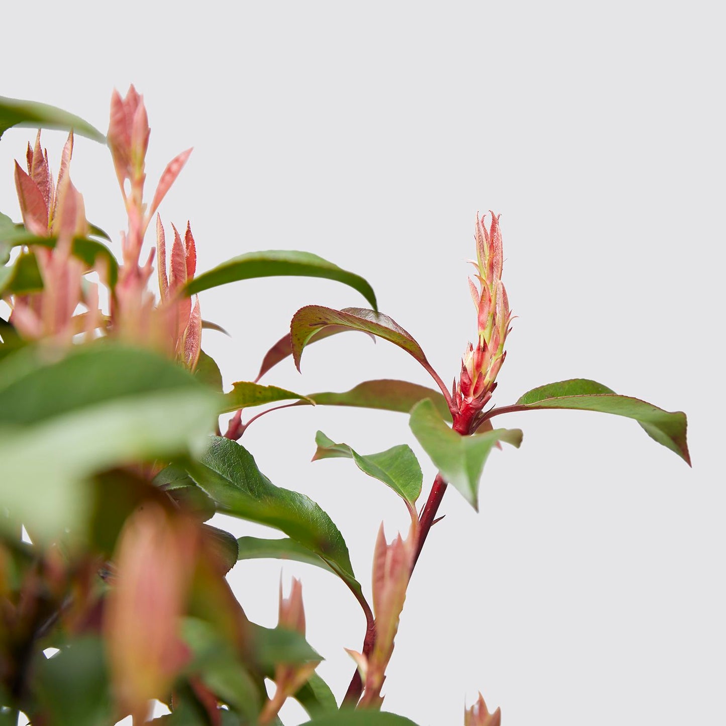 Photinia Fraseri