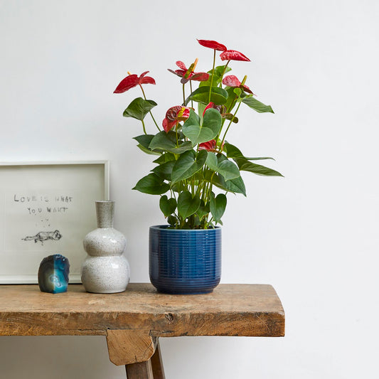 Fleur & pot