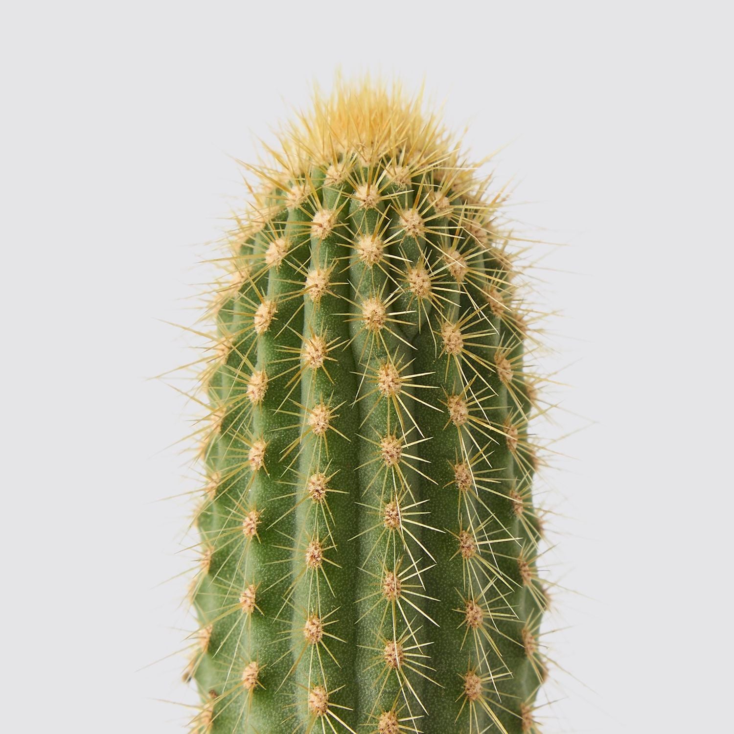 Vatricania guentherii