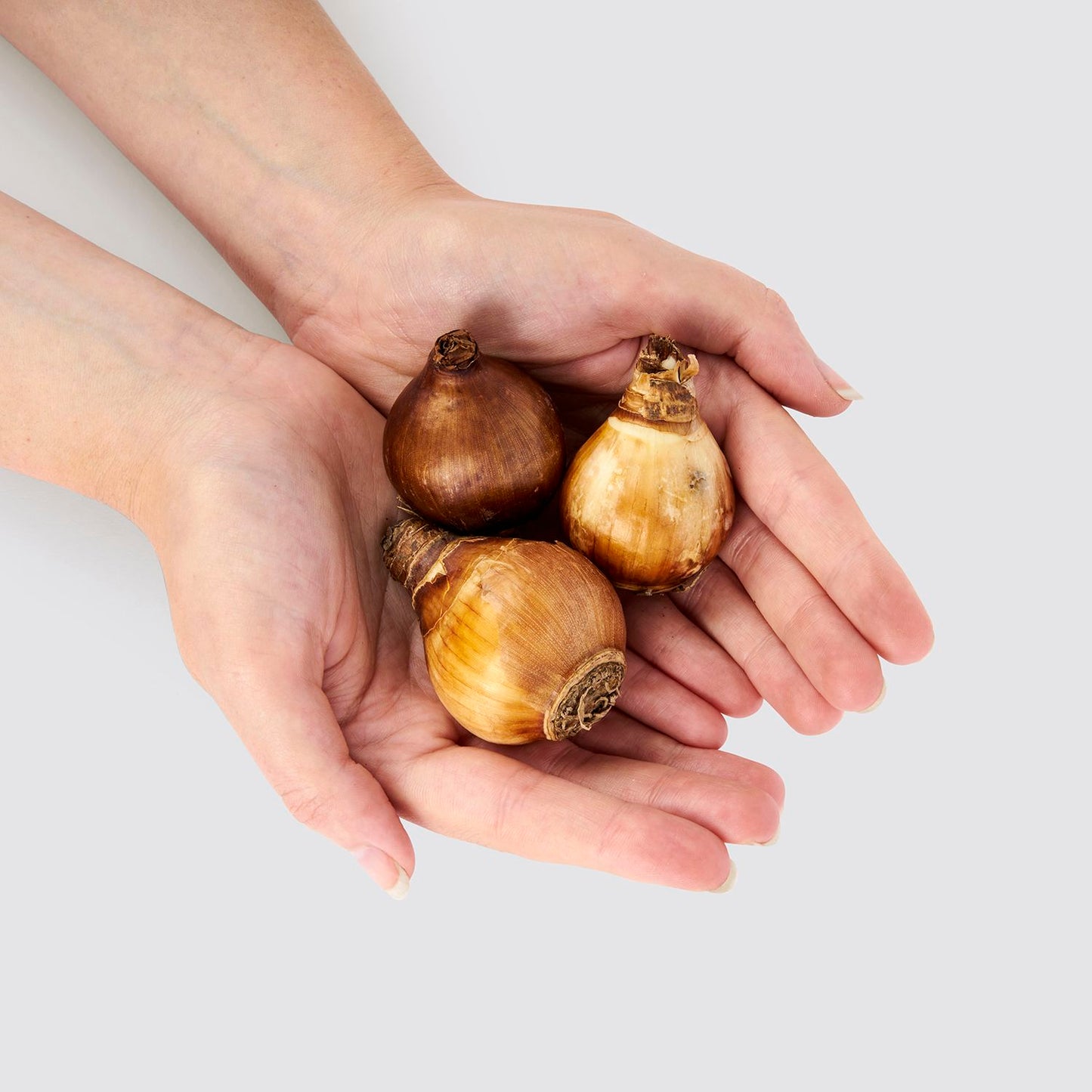 Indoor scented spring bulbs