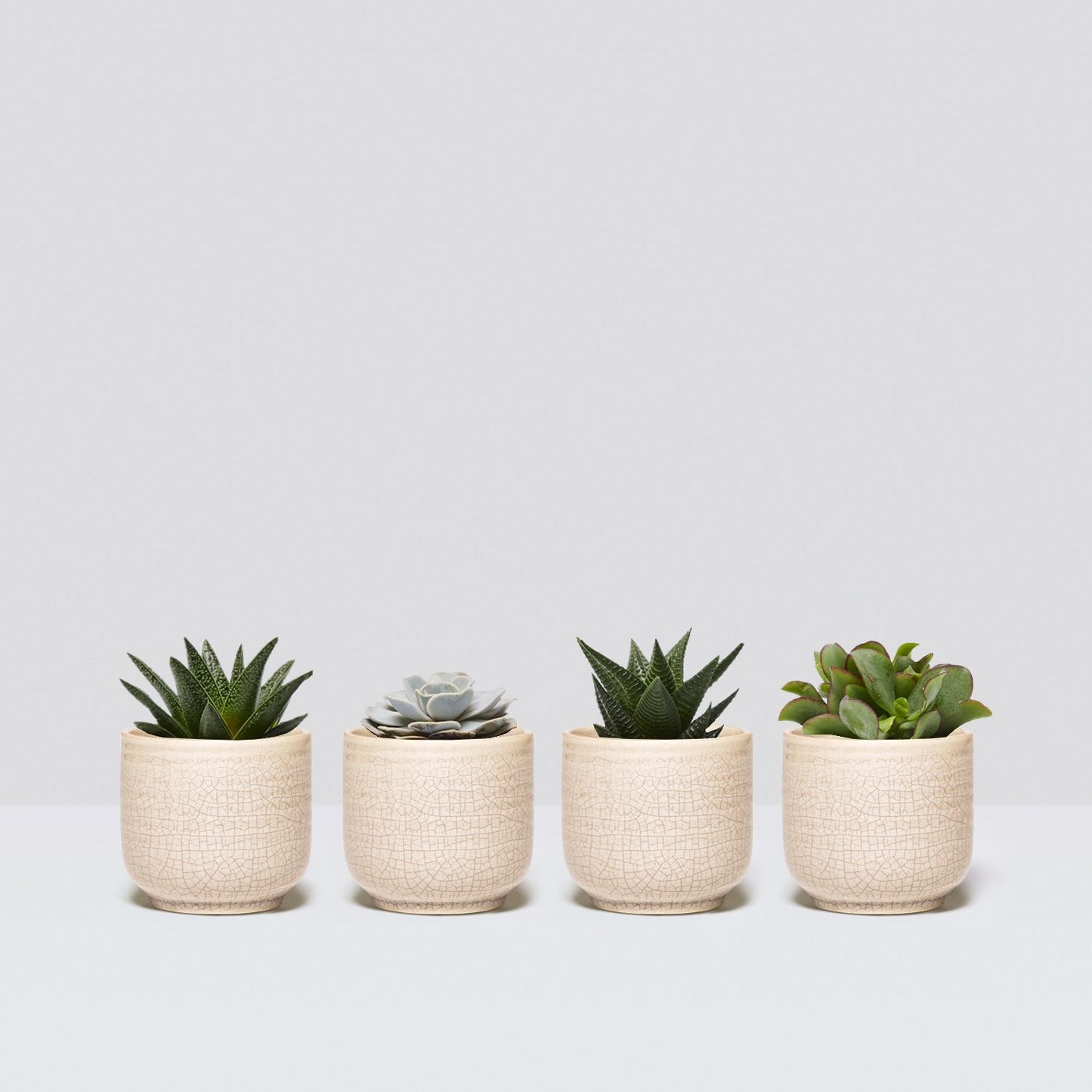 Mini succulent set