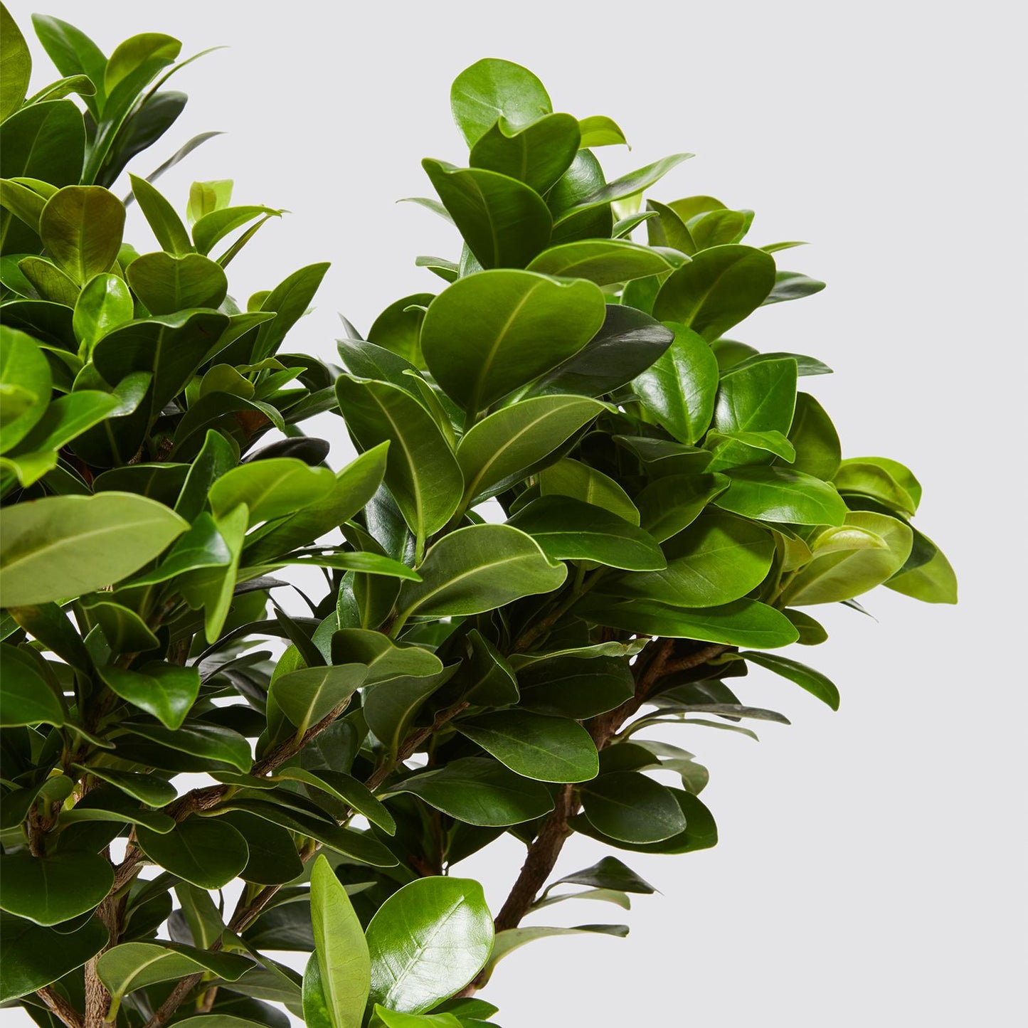 Ficus ginseng