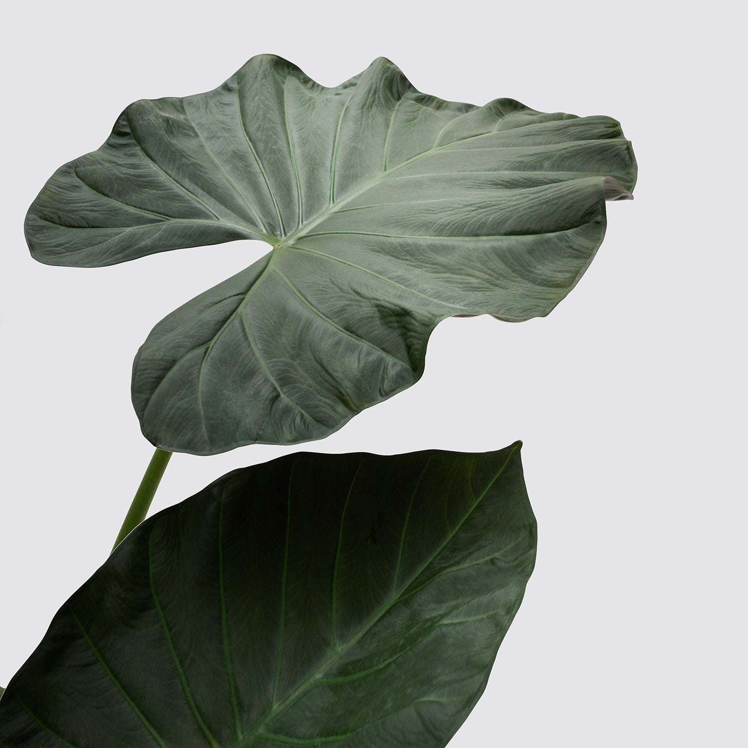 Alocasia 'Regal Shield' | Patch Plants
