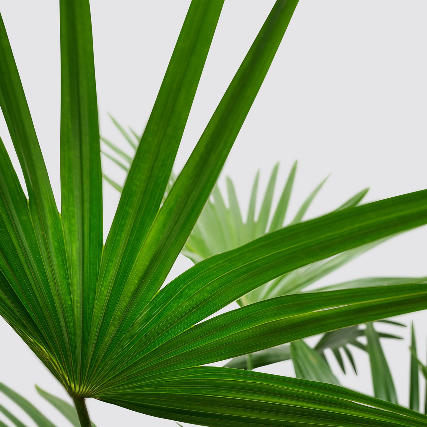 Livistona chinensis | Patch Plants