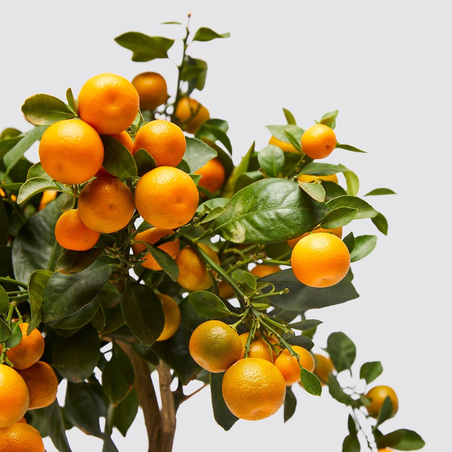 Citrus calamondin