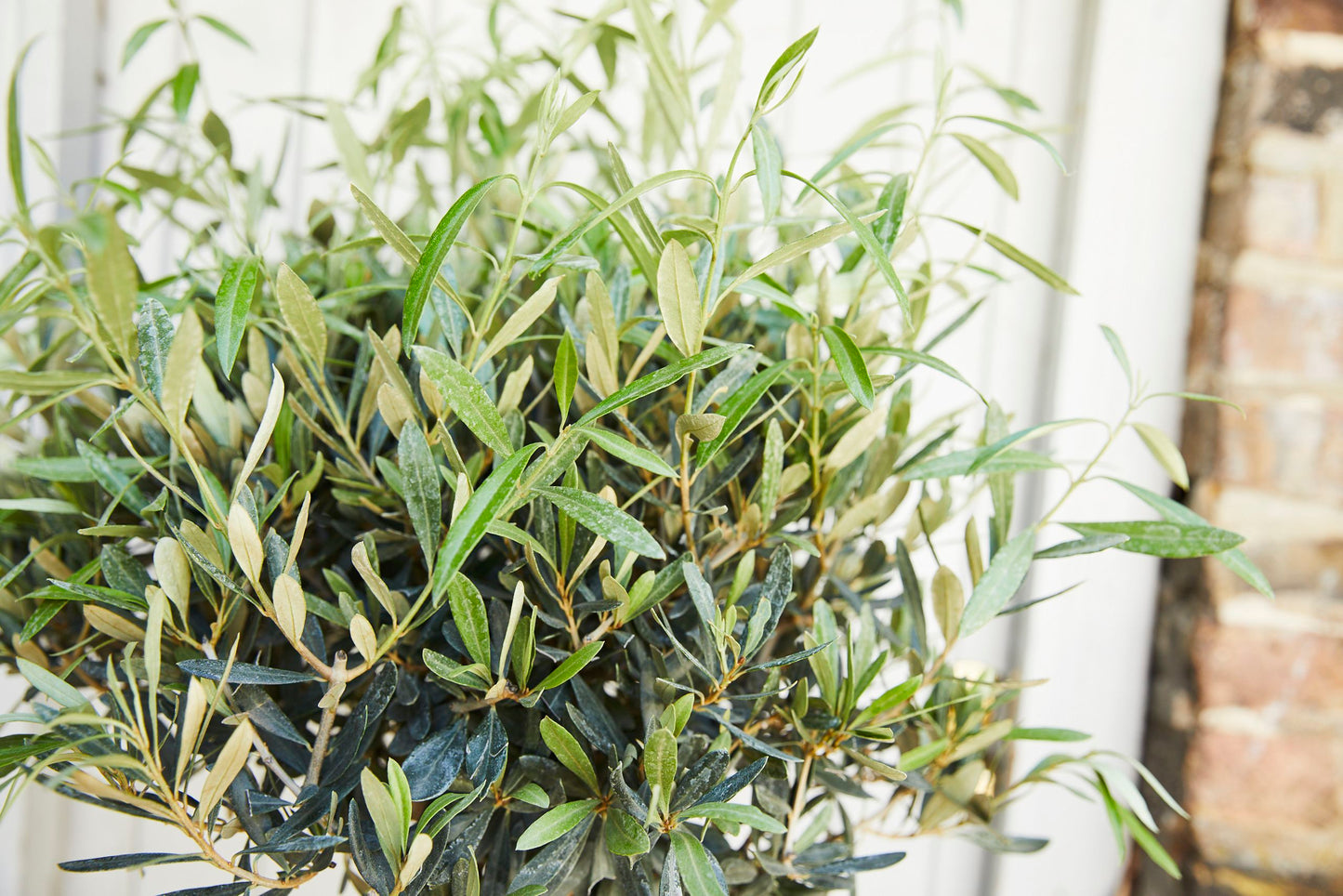 Olive tree