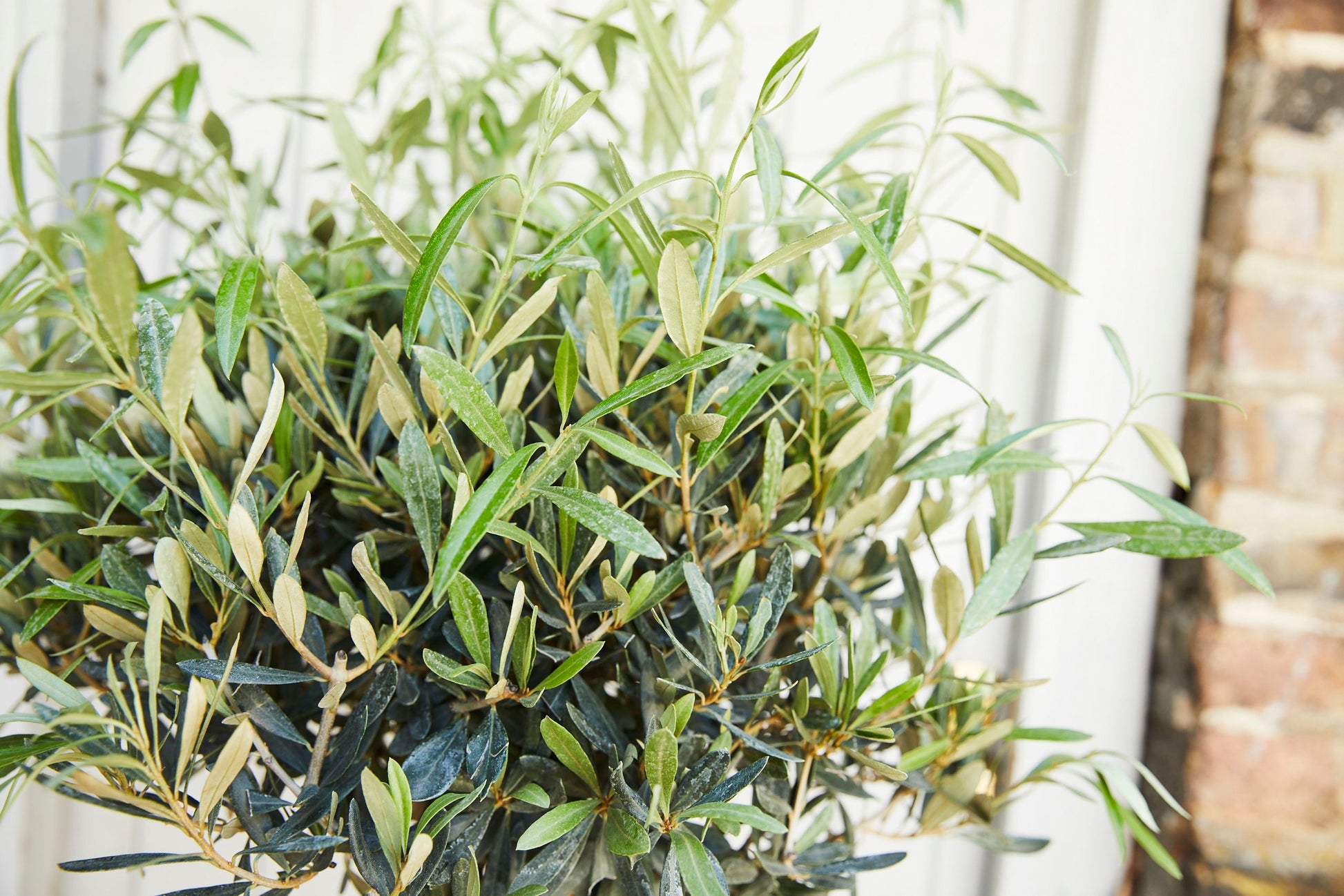 Olive tree