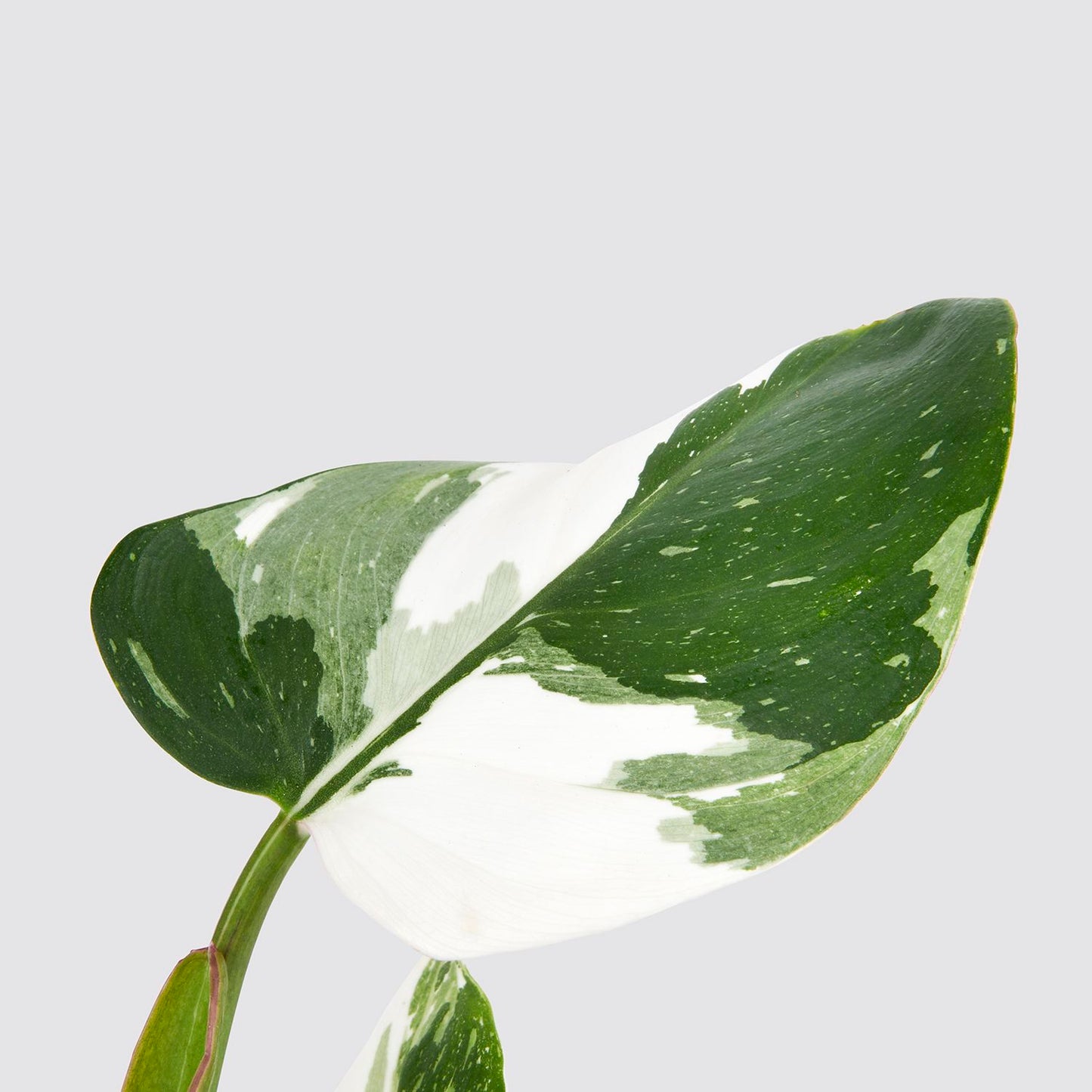 Philodendron 'white princess'