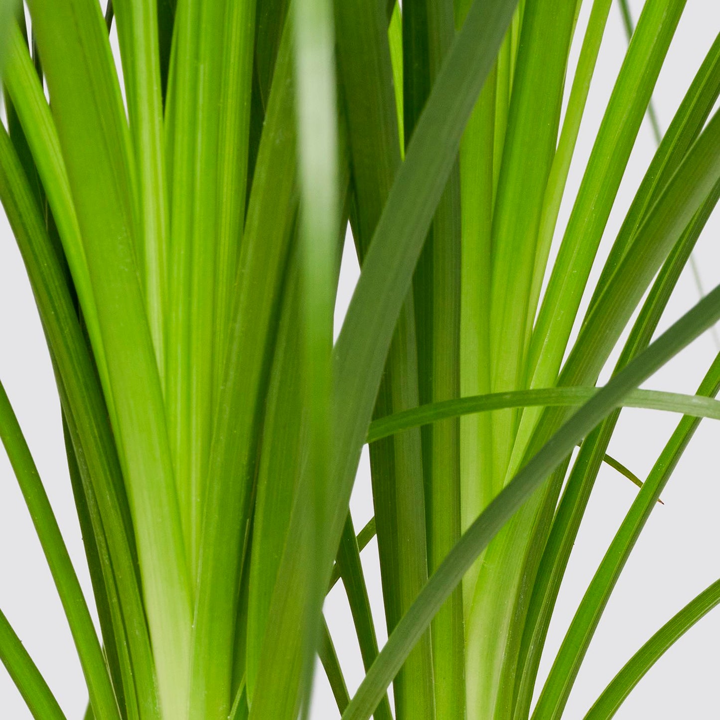 Beaucarnea Recurvata "Nolina"